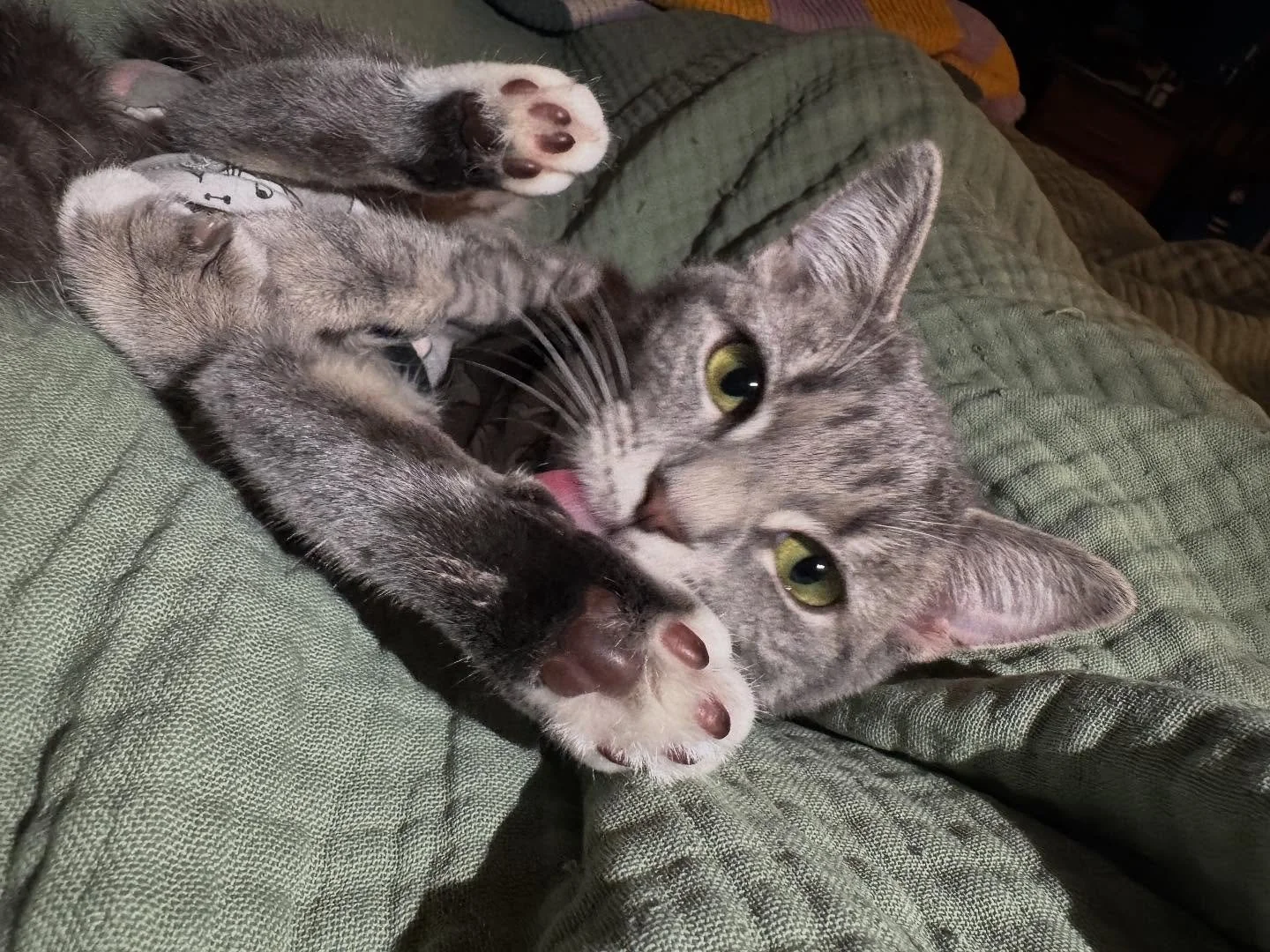 Could anything be cuter than Sassafras? 😻😻