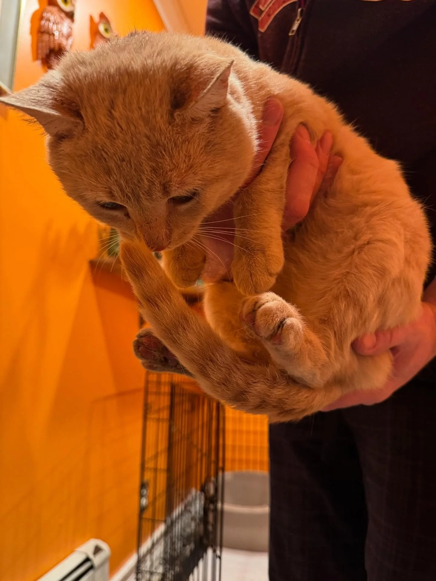 And then tonight we got another. Busy time here at Cats of Oakdale. 🧡🐈🐈&zwj;⬛