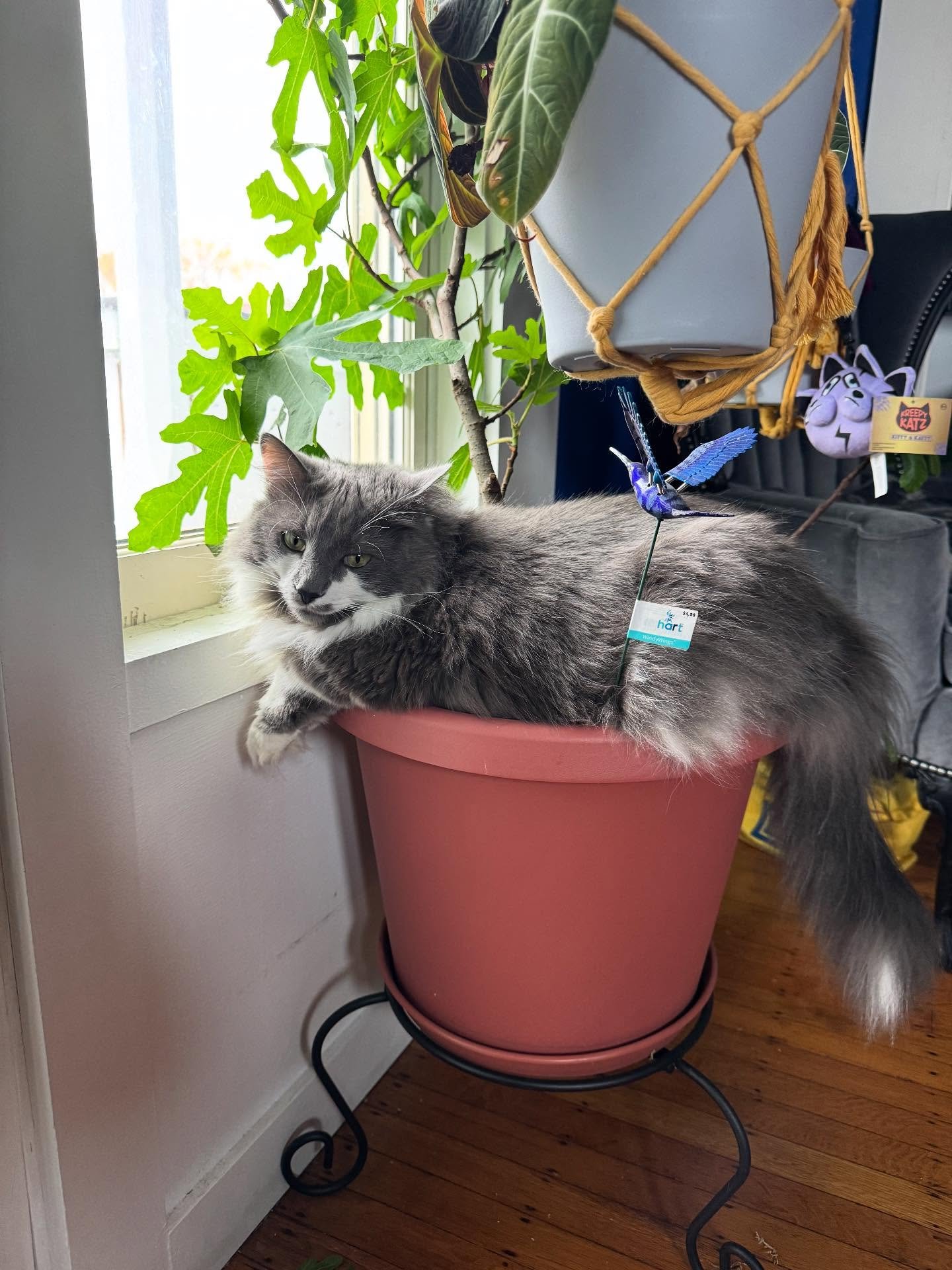 With the way these cats disrespect my fig tree, it&rsquo;s a wonder the thing survives at all. 😹😹