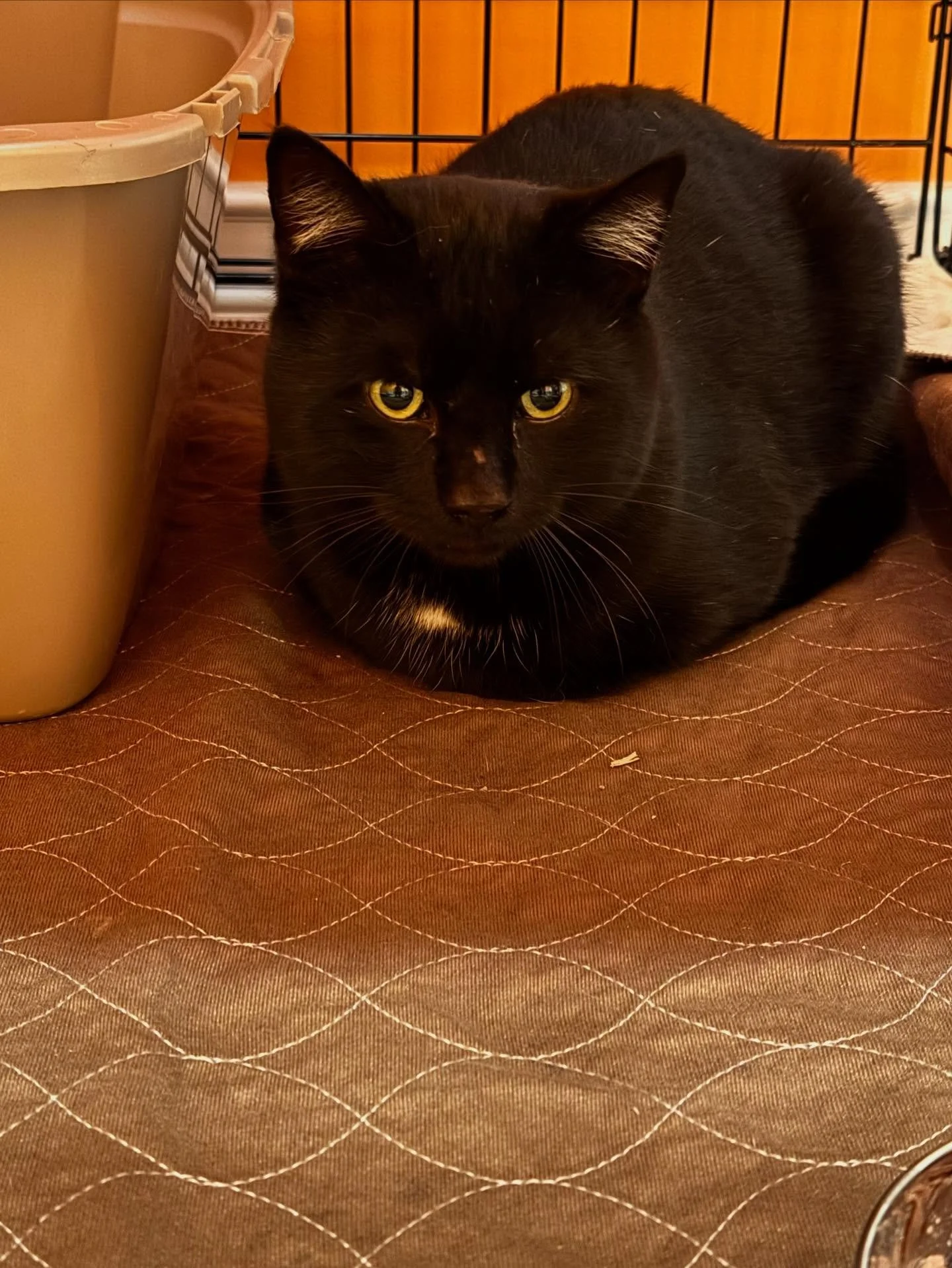 And yet another gentleman has decided to join us here at Cats of Oakdale. 😻🖤🐈&zwj;⬛🐈&zwj;⬛