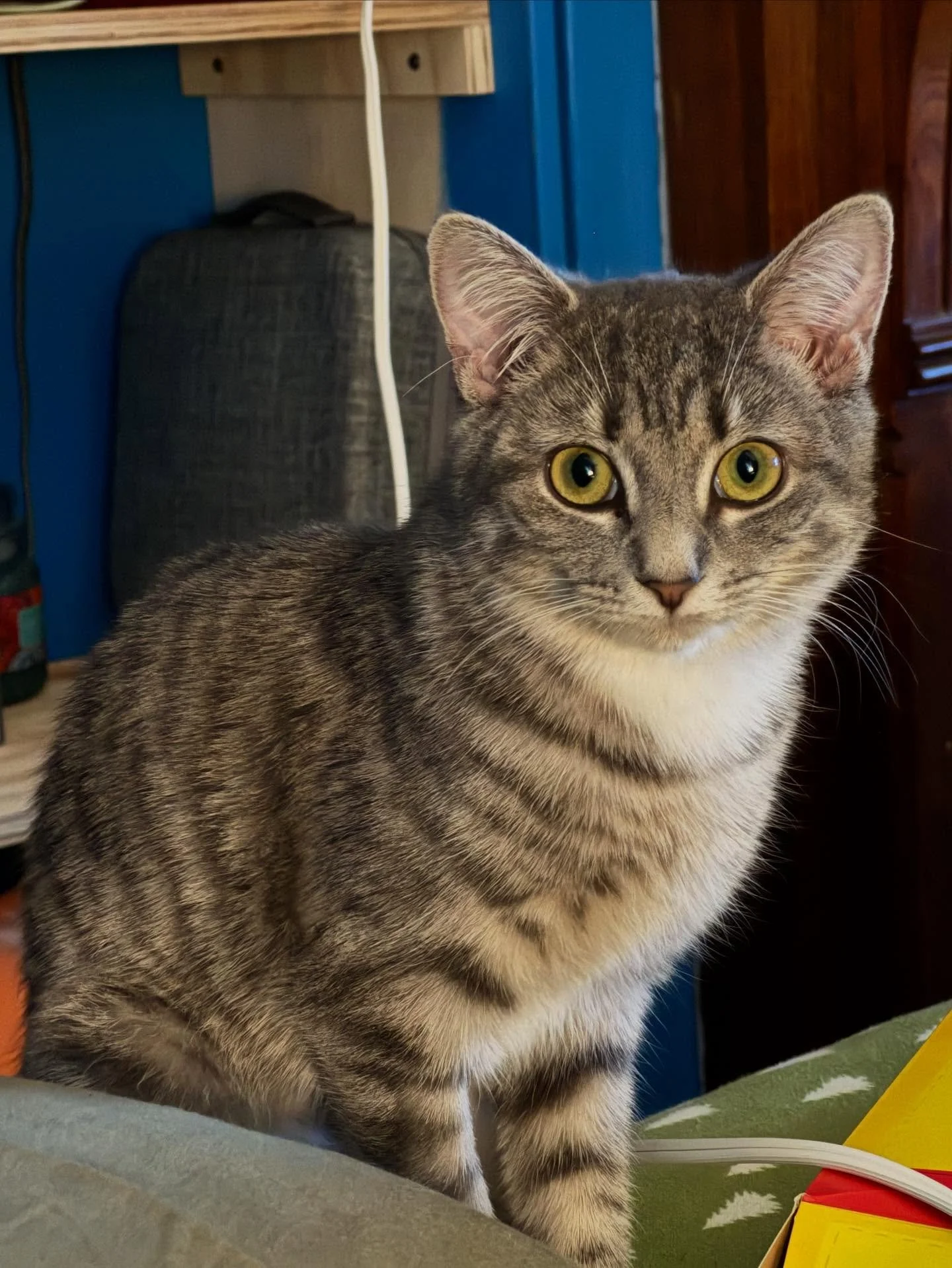 Sassafras looks more and more like a cat but also like a sweet little primate every day. 🐒🐈&zwj;⬛😻