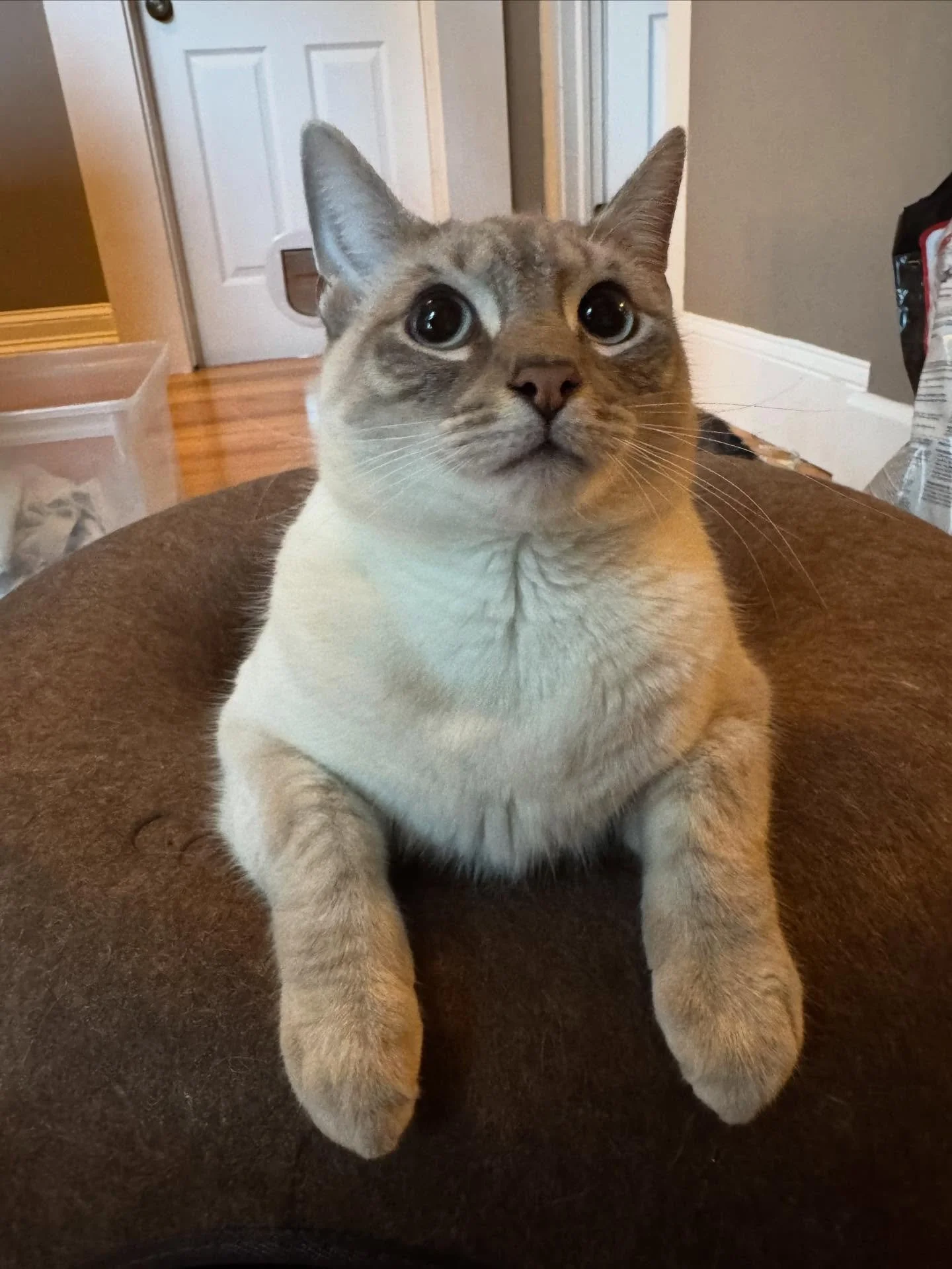 Grace Jones, looking 100% the maniac that she is.