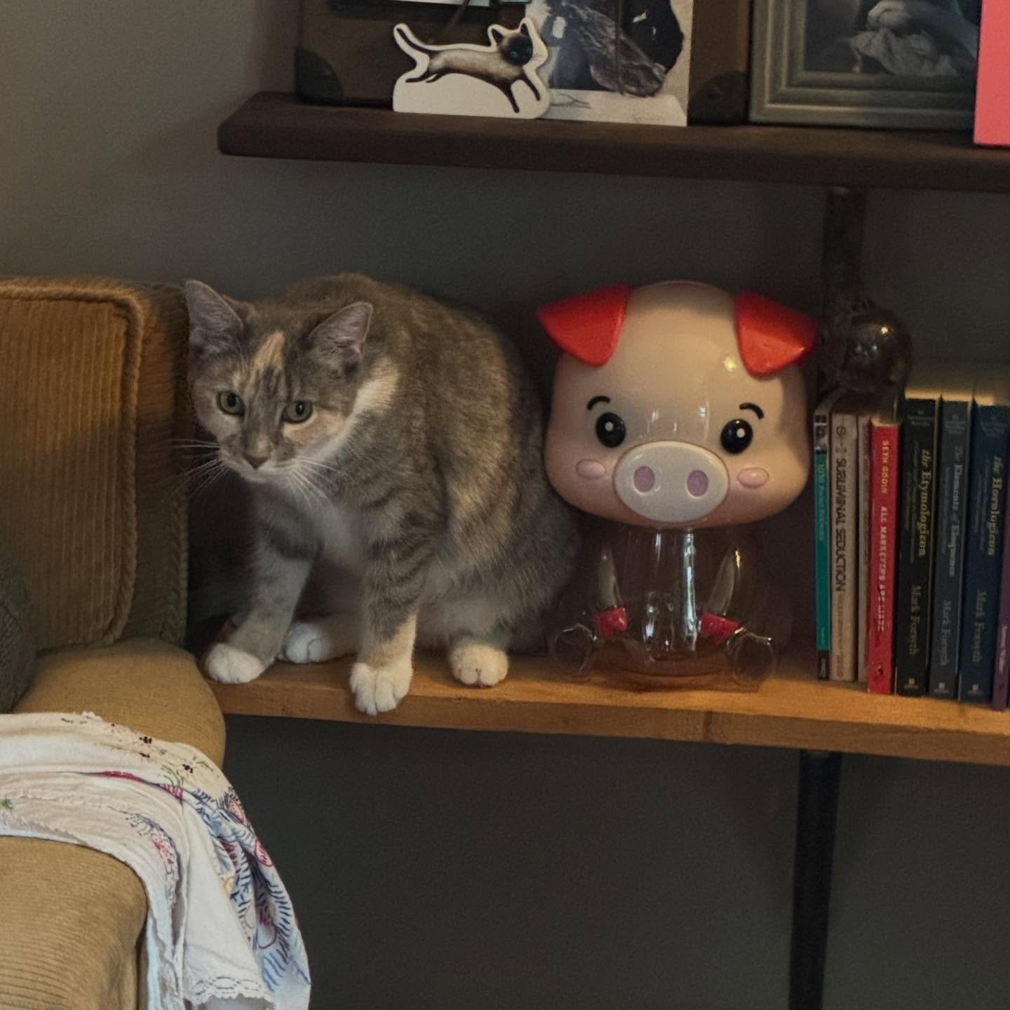 Pretty much twins! Echo (left) is still looking for her forever home. She&rsquo;s incredibly smart and very intense; she LOVES humans and is completely present and focused when she interacts with you. Echo knows her mind and won&rsquo;t hesitate to l