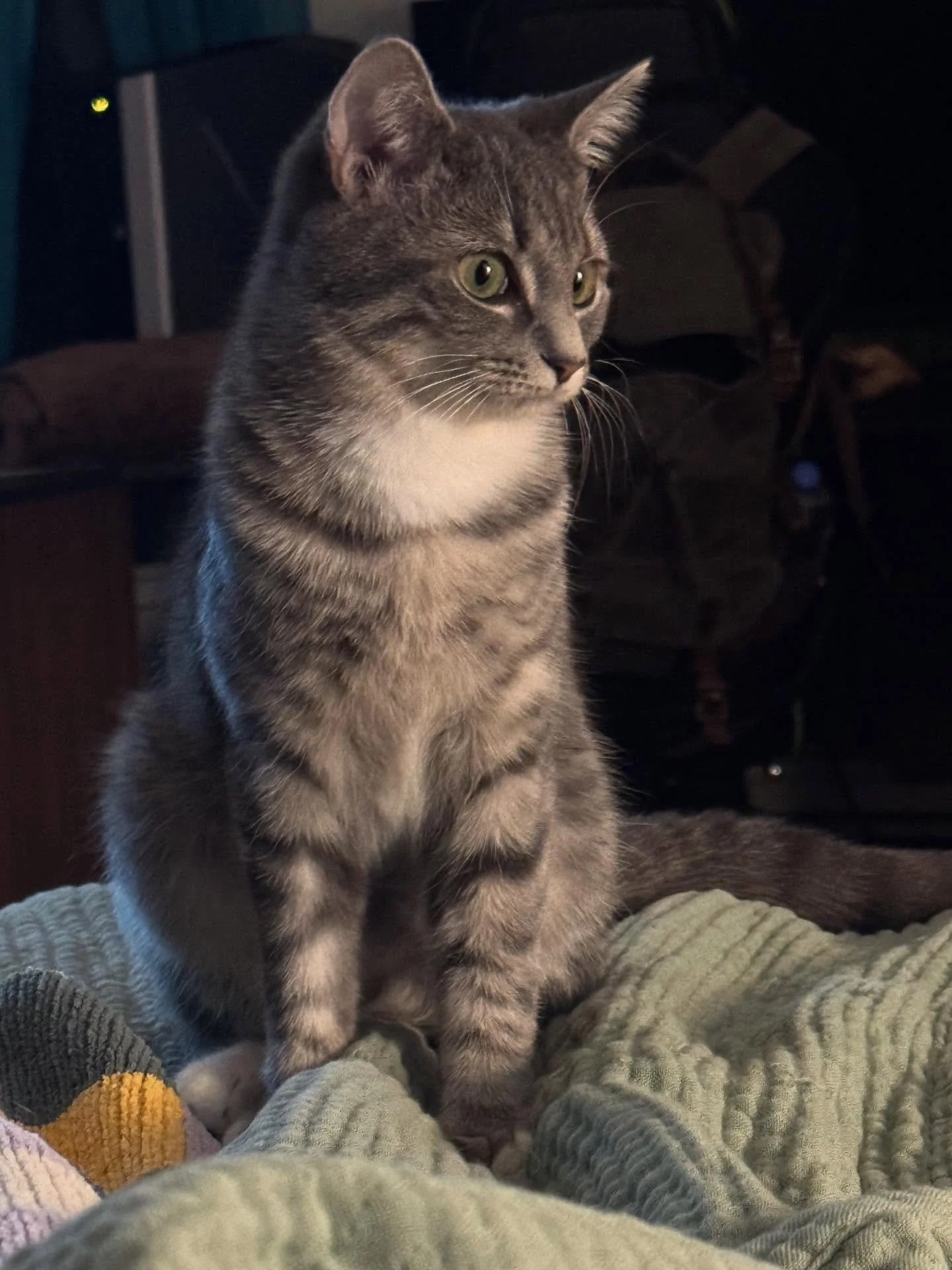 Sassafras is turing into the sweetest little cat. When she came here, she was very scared and very small and wouldn&rsquo;t eat. Now she loves to play with other cats, sleep in the window, and cuddle in laps. Oh yes, and she&rsquo;ll meow in your fac