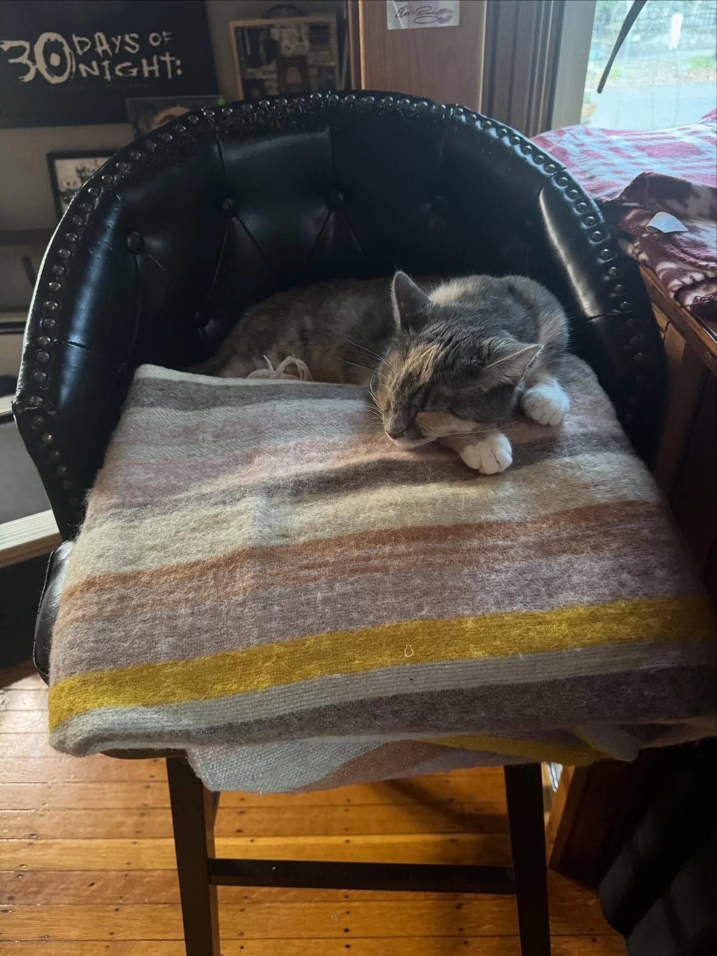 For the most part, Echo is my favorite co-worker. 😹 That said, she is still looking for her forever home! If you&rsquo;re interested in adopting her, let us know. 🧡