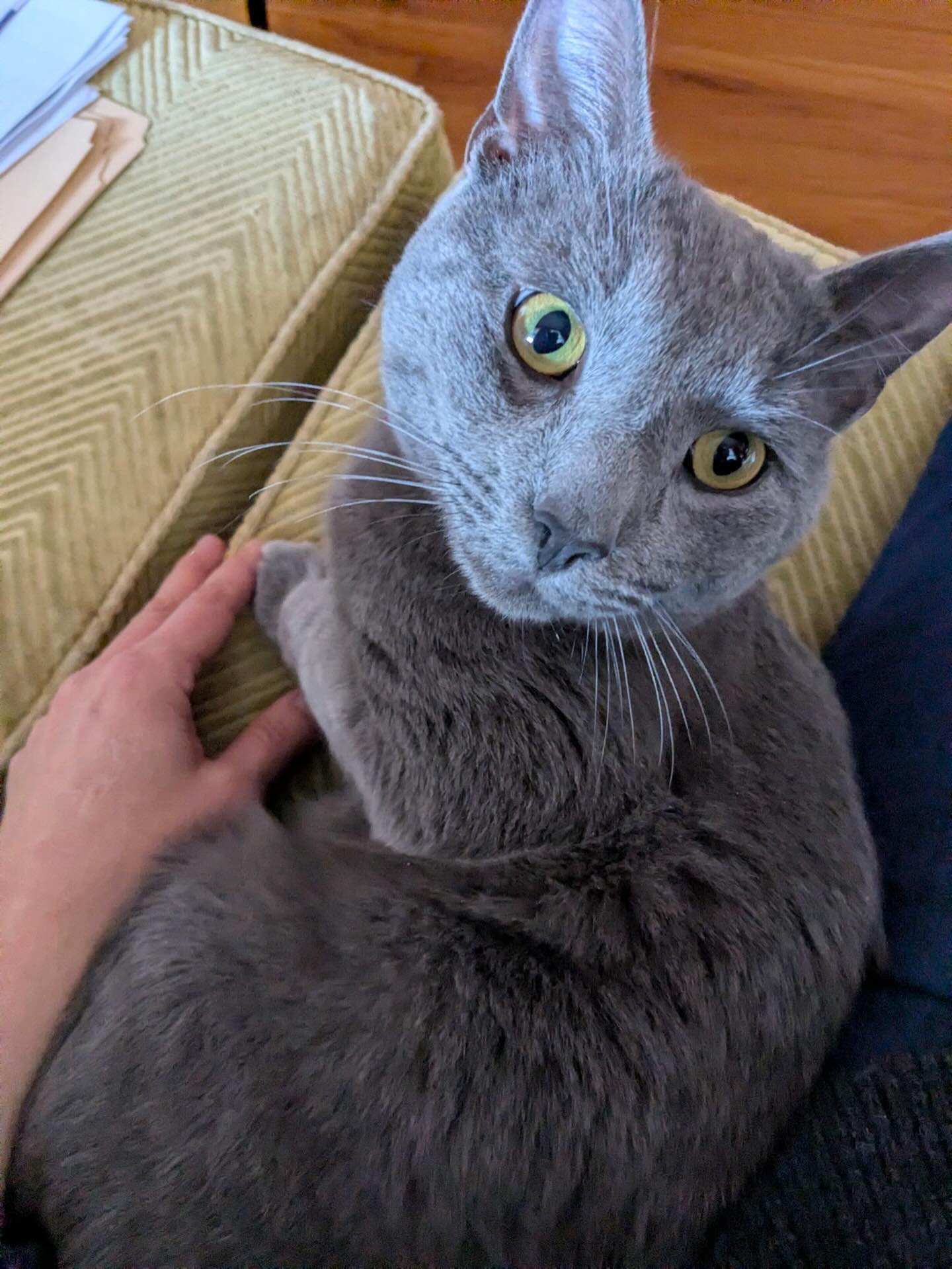 Another new friend has come inside for the winter-and ideally for good! This gentleman will be heading over to TJO to start his adoption journey later this week! 😻😻