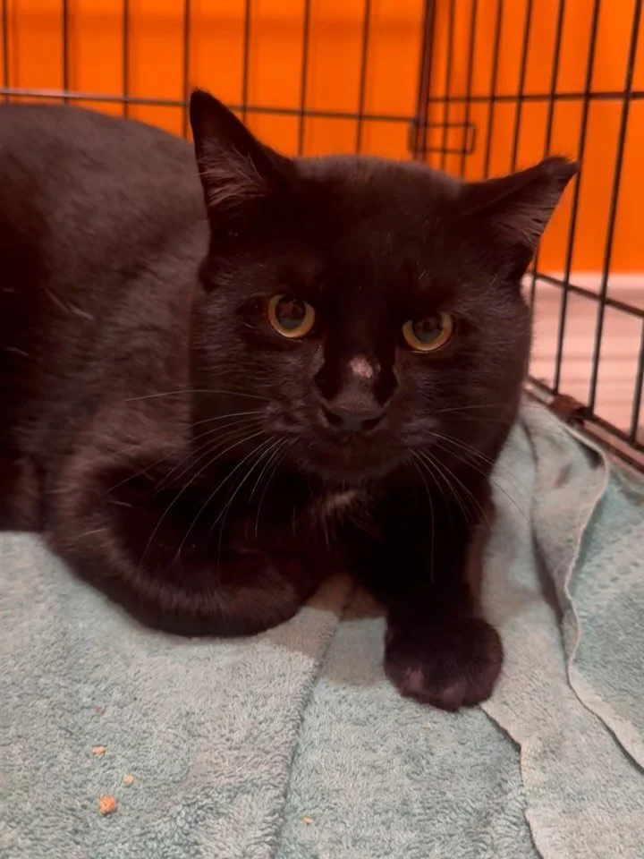 Our friend Beauregard got neutered and ear-tipped on Sunday. He&rsquo;s still not interested in living the indoor life so we made a couple of shelters and will be returning him to his neighborhood (with these new &ldquo;houses&rdquo;) later this week