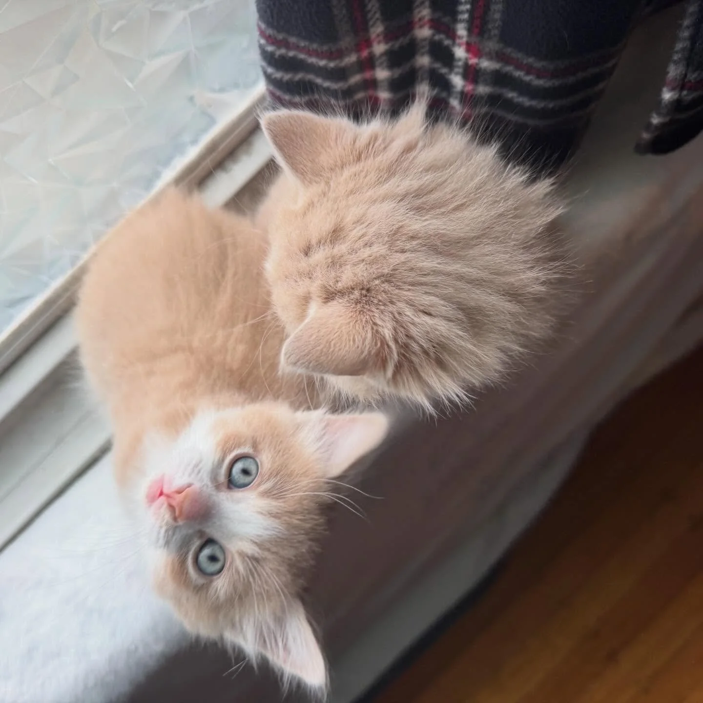 Remember these babies? Born here last February, just got this great holiday card, showing how much they have grown!! 🧡🧡😻😻