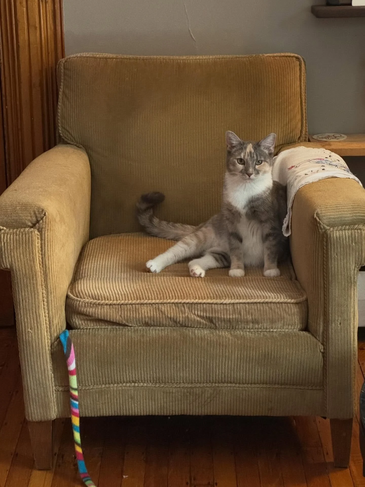 Echo. One of the most engaged cats we&rsquo;ve ever had come through Cats of Oakdale. She&rsquo;ll get right in your face to get to know you. She&rsquo;ll groom your hair or your beard. She&rsquo;ll grab your hand and pull it over so you can pet her.