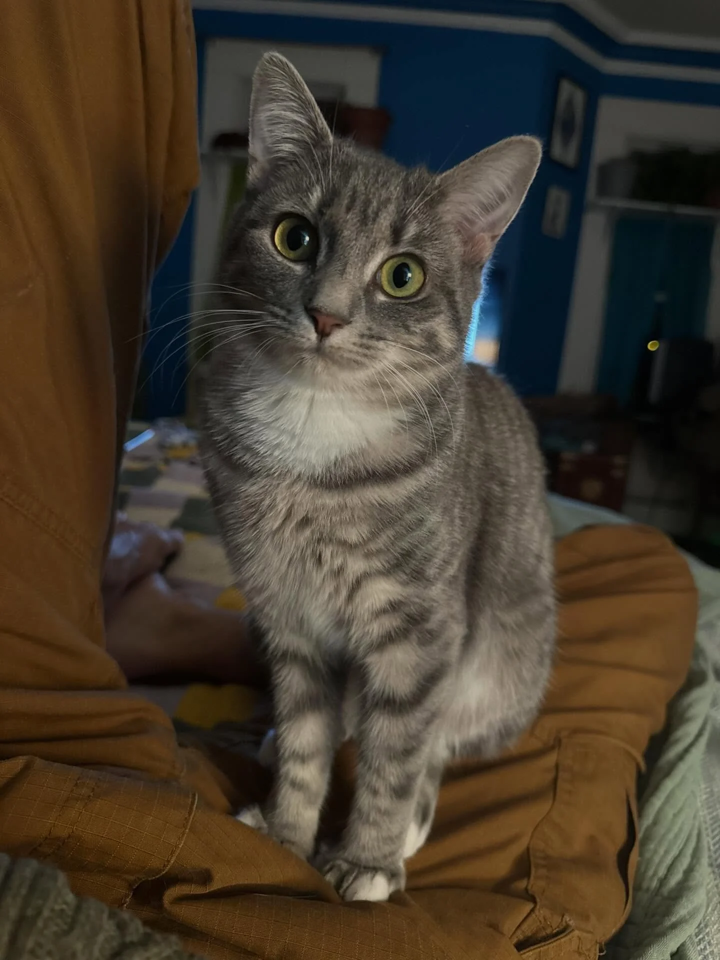 Incredibly pleased to share that Sassafras has been adopted into her absolutely perfect forever home! We will miss her hilarious little chirps and squeaks, her incredibly soft baby fur, and the way she snuggles for hours! But we&rsquo;re so glad she&