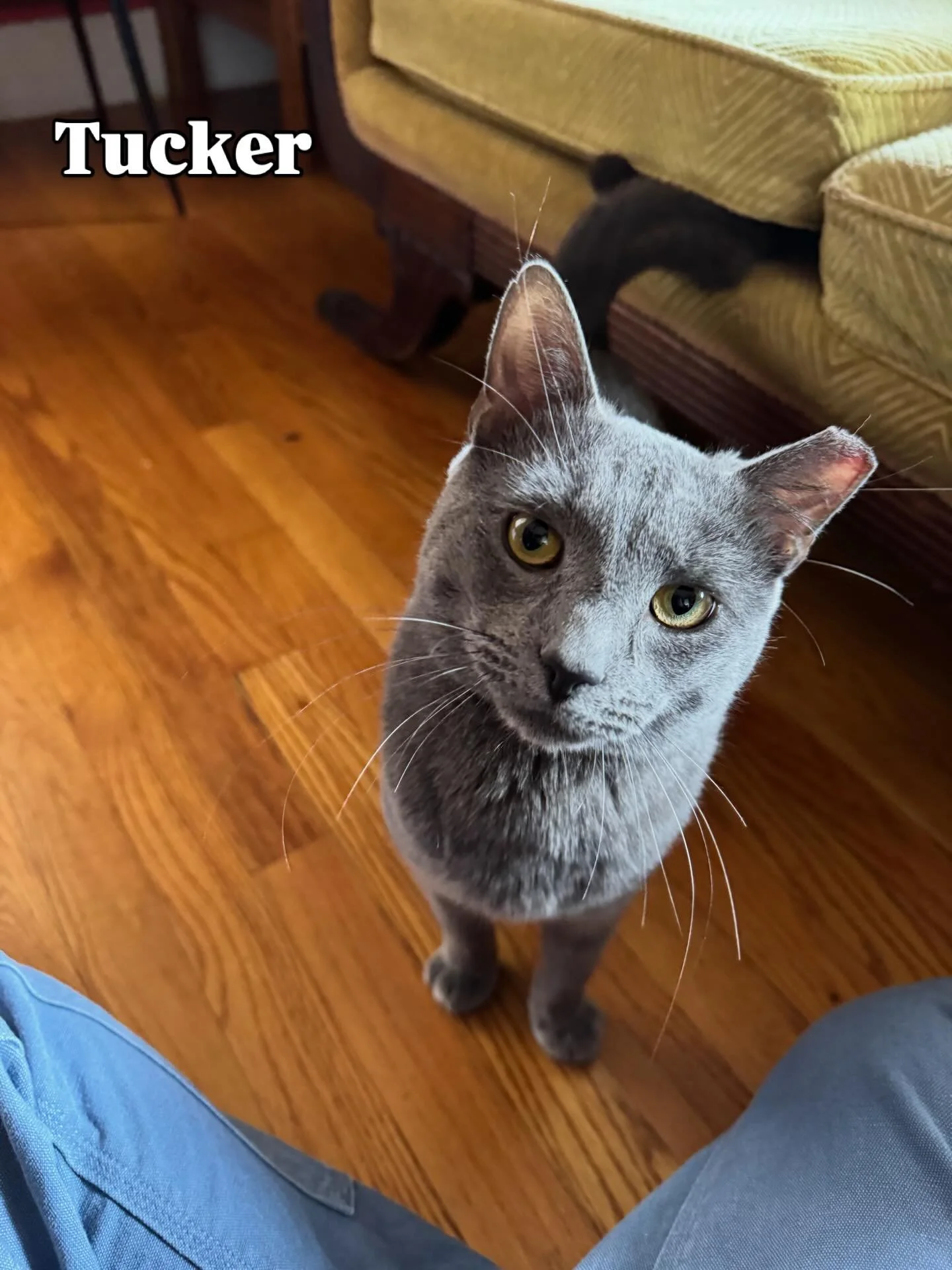 🚨🚨ADOPTABLE CATS🚨🚨 Looking for a new feline friend to fill your home with love and fur this year? We&rsquo;ve got 2 amazing cats looking for their forever homes! First is Tucker: male, natured, vaccinated, and loves a good lap nap! He was nervous