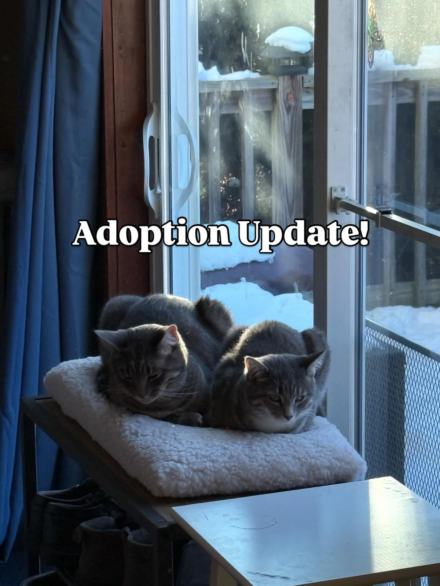 Our little Sassafras (now called Alice) has settled in with her friend Spicy Beans (now called Ben). These two met last month and have been the best of friends since! 😻😻 Always happy to hear how cats we&rsquo;ve adopted out are doing in their forev