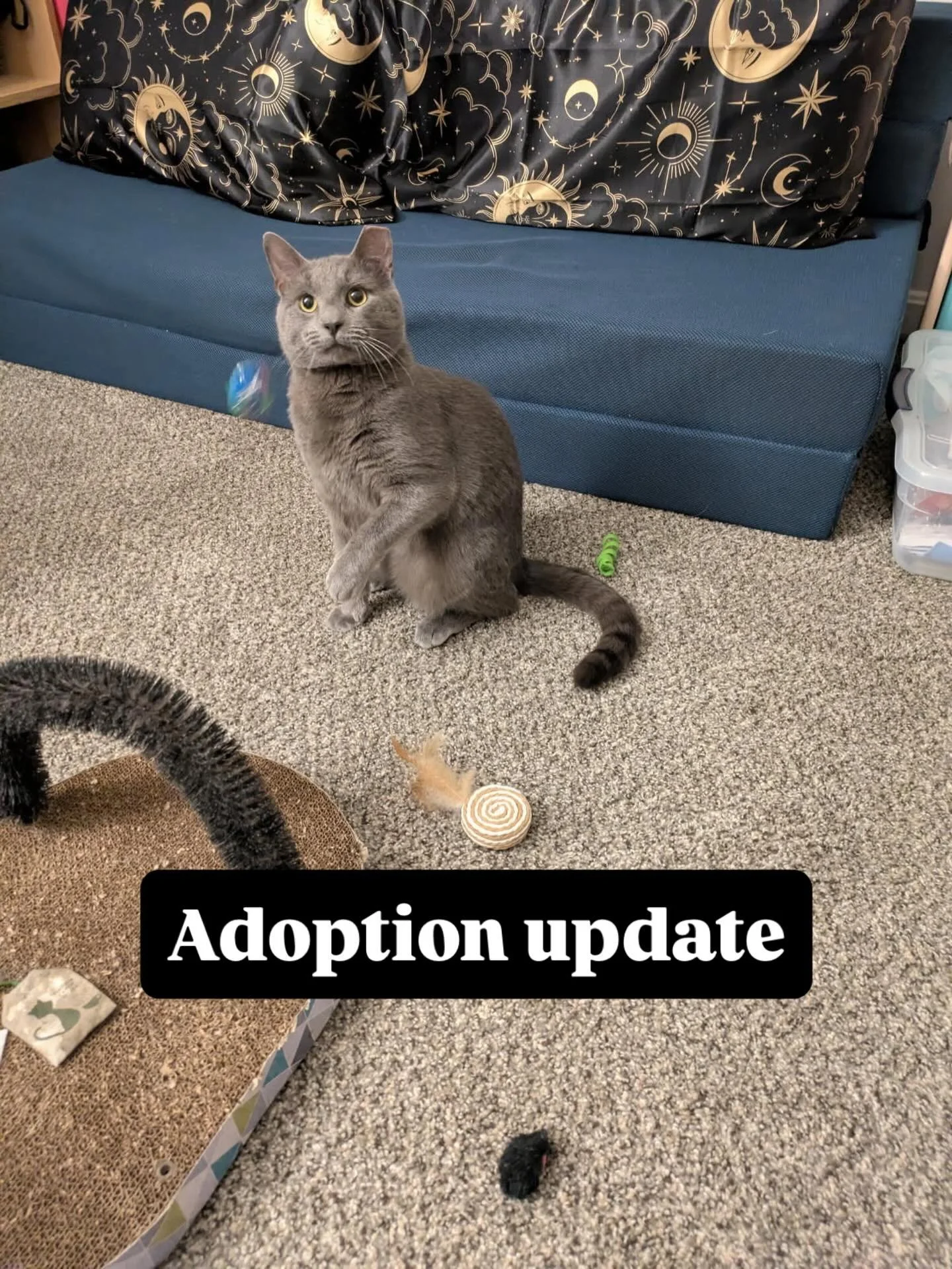 Tucker Cuddlesworth is settling into his new home. He&rsquo;s got a cat tree, many toys, and a feline sibling to hang out with. His new humans adore him and we couldn&rsquo;t be happier for them! 😻😻