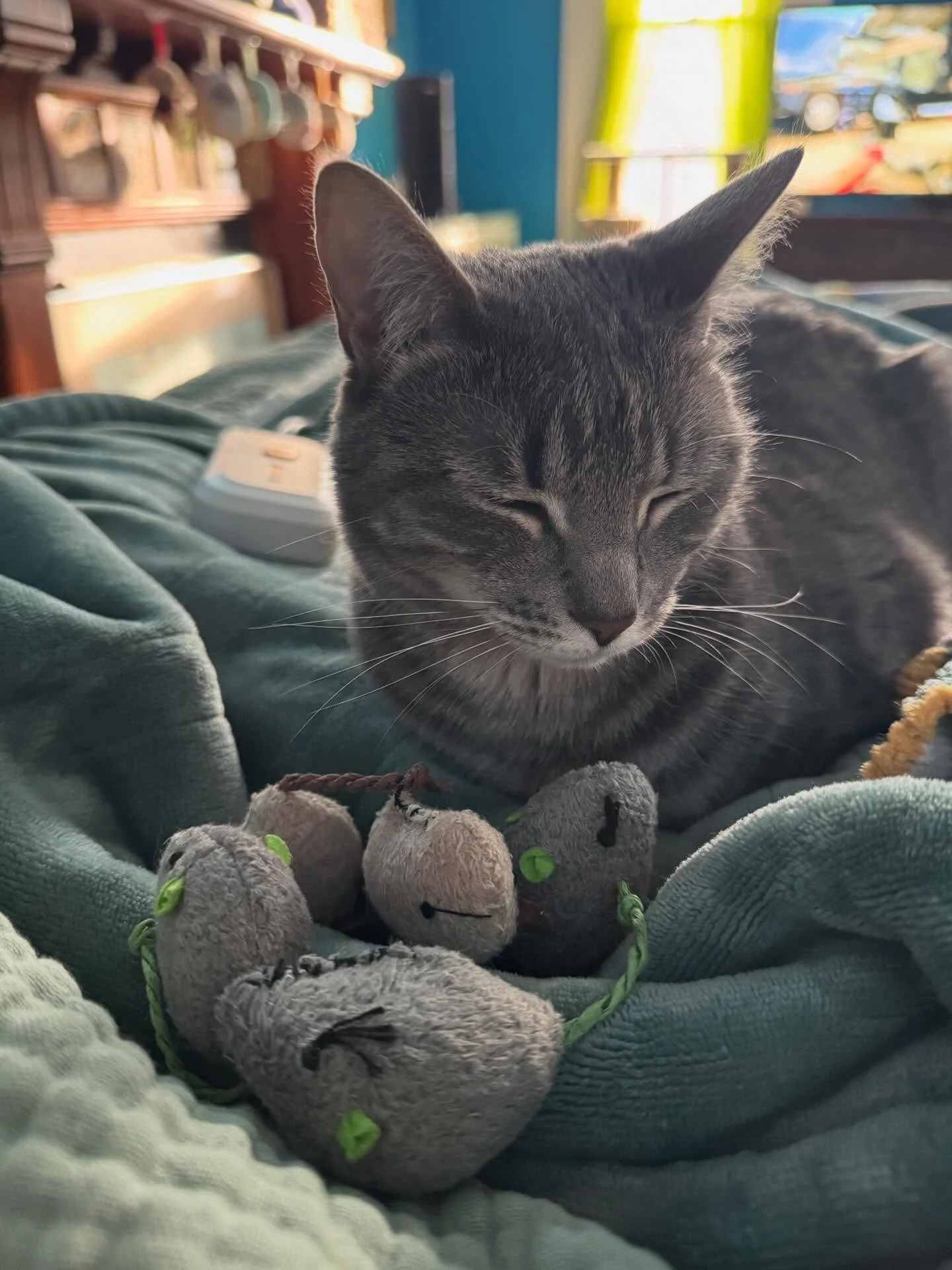 Tabitha was the best little sewing supervisor today while I fixed up some toy mice.
