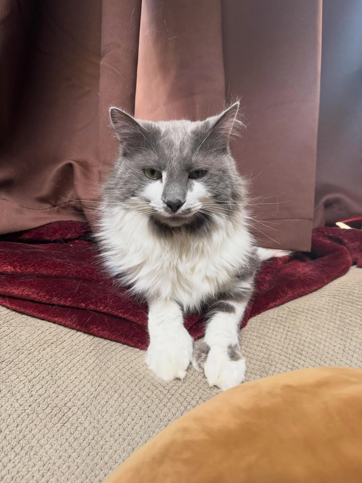 Tough day for this guy but hopefully he&rsquo;ll be feeling better once his mouth heals up; no one is having their best day when their mouth hurts. 😭🦷🦷