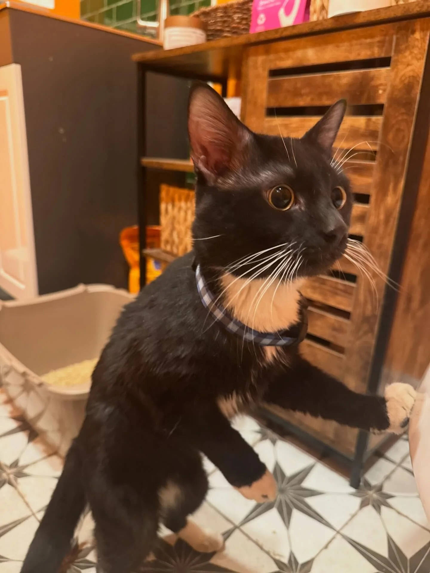 Dear Holyoke - anyone missing this sweet, sweet boy? He was being attacked by another unneutered male cat outside in the freezing cold. He&rsquo;s inside now, having a meal, getting treated for fleas, and having a nap in a warm bed. He&rsquo;s got an