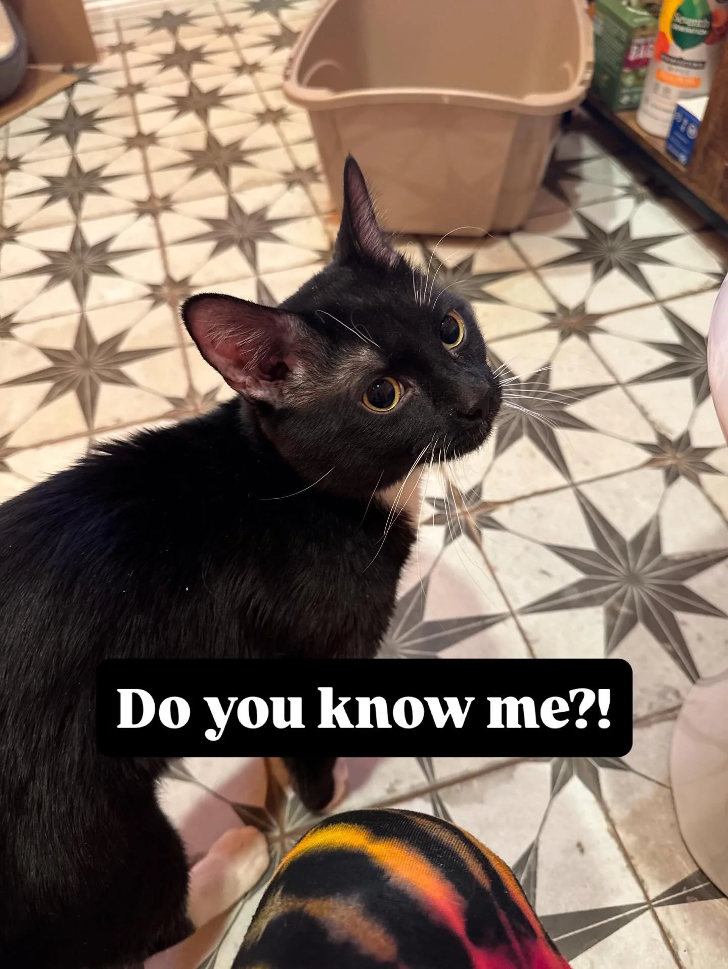 Attention Ward 4 Holyoke: you know this guy? Hit us up if you do! #ward4holyoke #straycat #foundcat