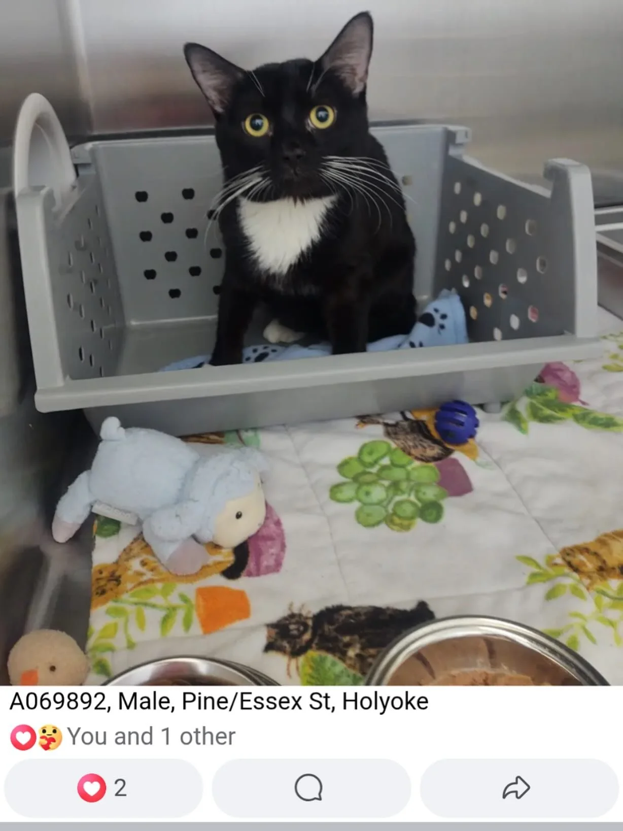 Our sweet friend Cosmo has moved to the care of TJO. If you believe he is your cat OR the cat of someone you know: check out the TJO FB page or give them a call. If no one comes forward to claim him, he will be put up for adoption. 😻😻I highly recom