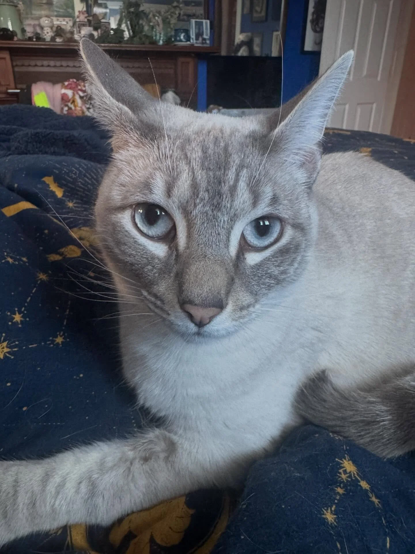 The face of a cat, born and raised indoors, who has never experienced anything bad in her entire life - currently annoyed that you&rsquo;ve told her she cannot claw the blankets on the human&rsquo;s bed.