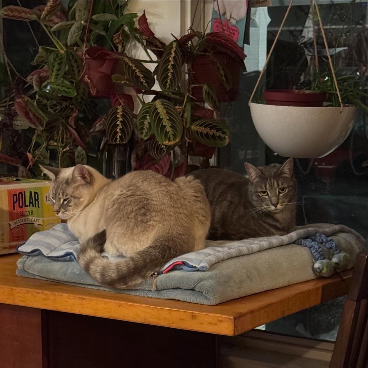 Obviously not up to anything nefarious. 😹