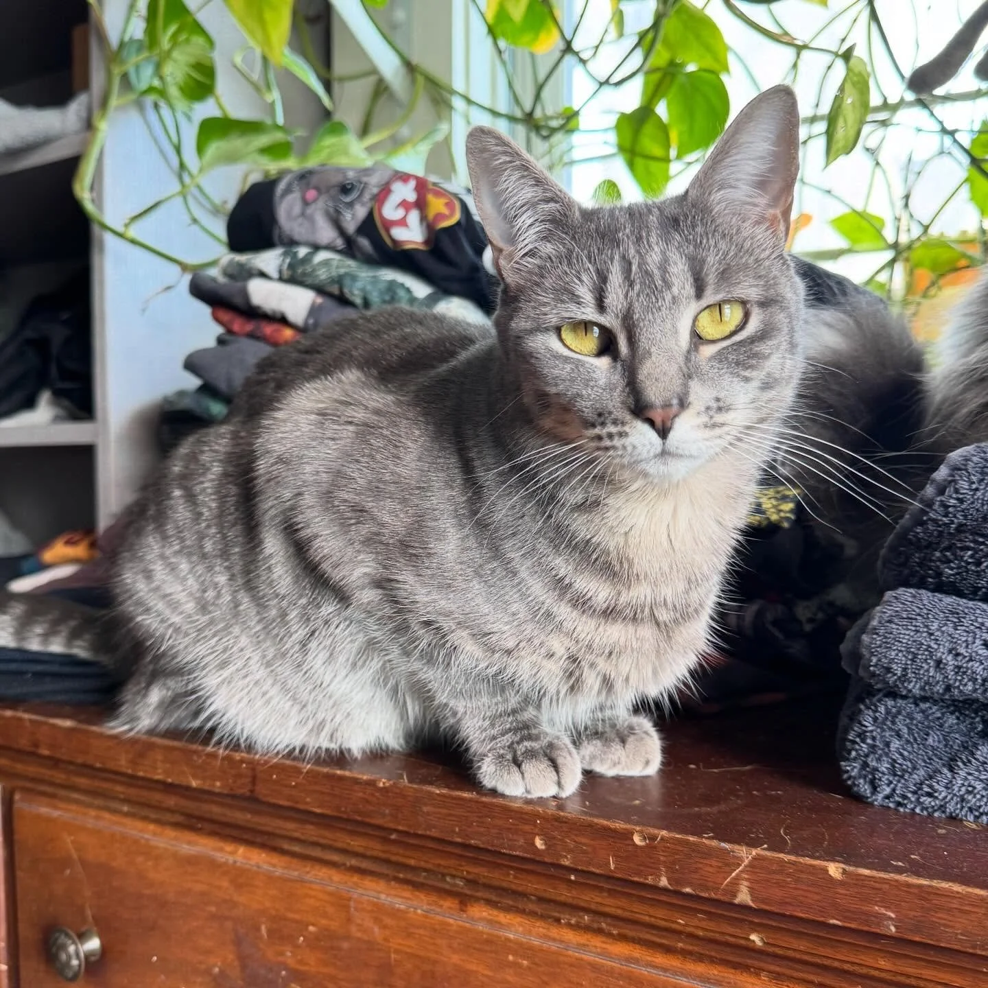 Tabitha. Born feral. Since being inside, she&rsquo;s made incredible progress settling into indoor life with humans and other cats. She&rsquo;s playful, affectionate, and funny. When we rescued her, we hadn&rsquo;t intended for her to stay here with 