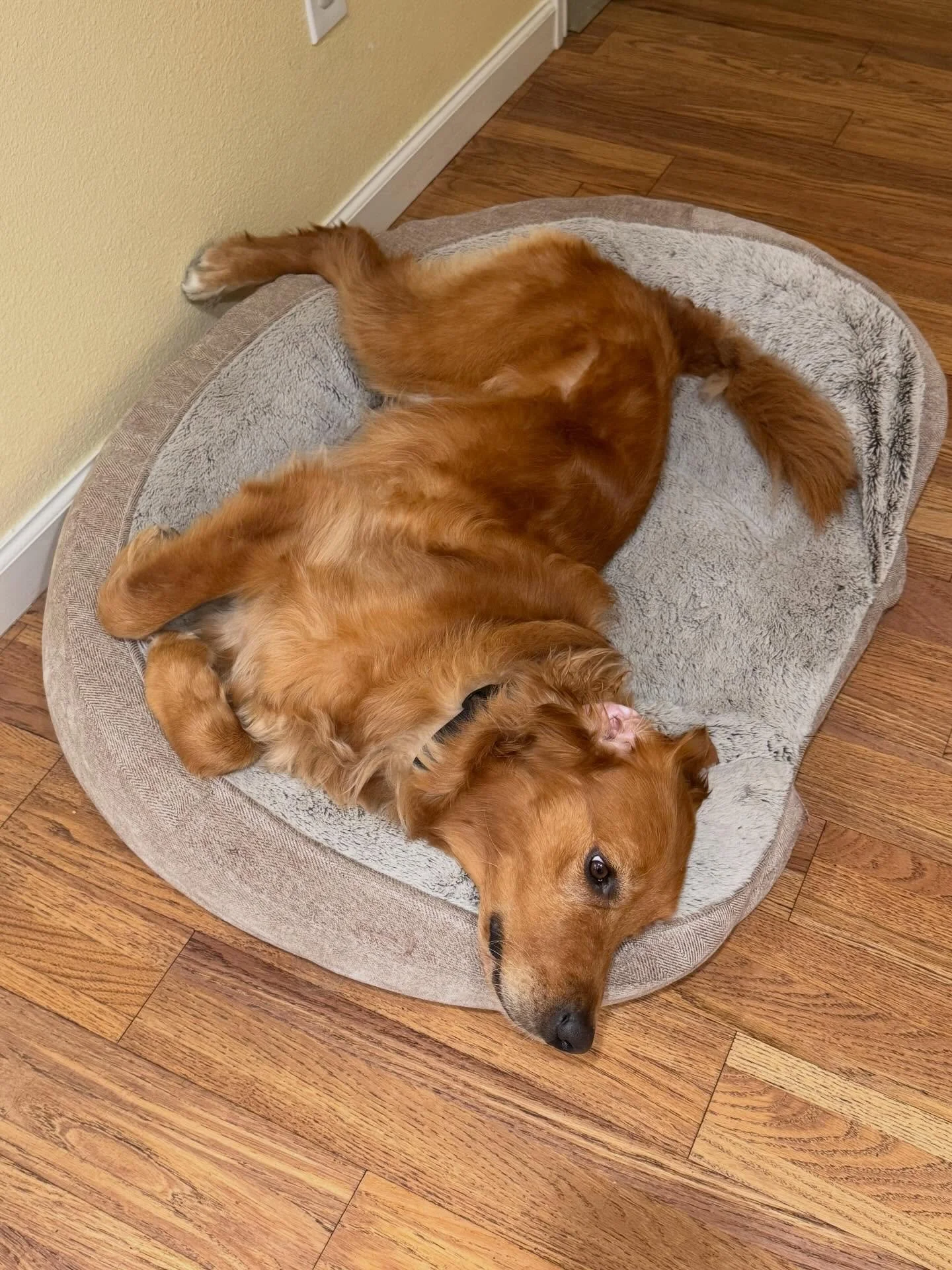 This week, we&rsquo;re hanging out with a dog. He&rsquo;s a good dog but a weird dog. Anyway. We&rsquo;ll return you to your regularly scheduled cat content shortly! 🦮🦮😹😹