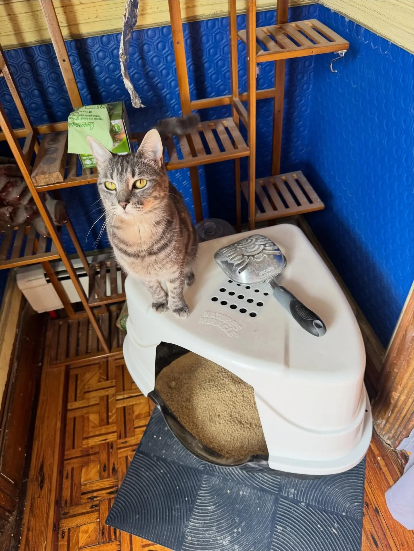 Miss Tabitha, helping to scoop litter this morning.
