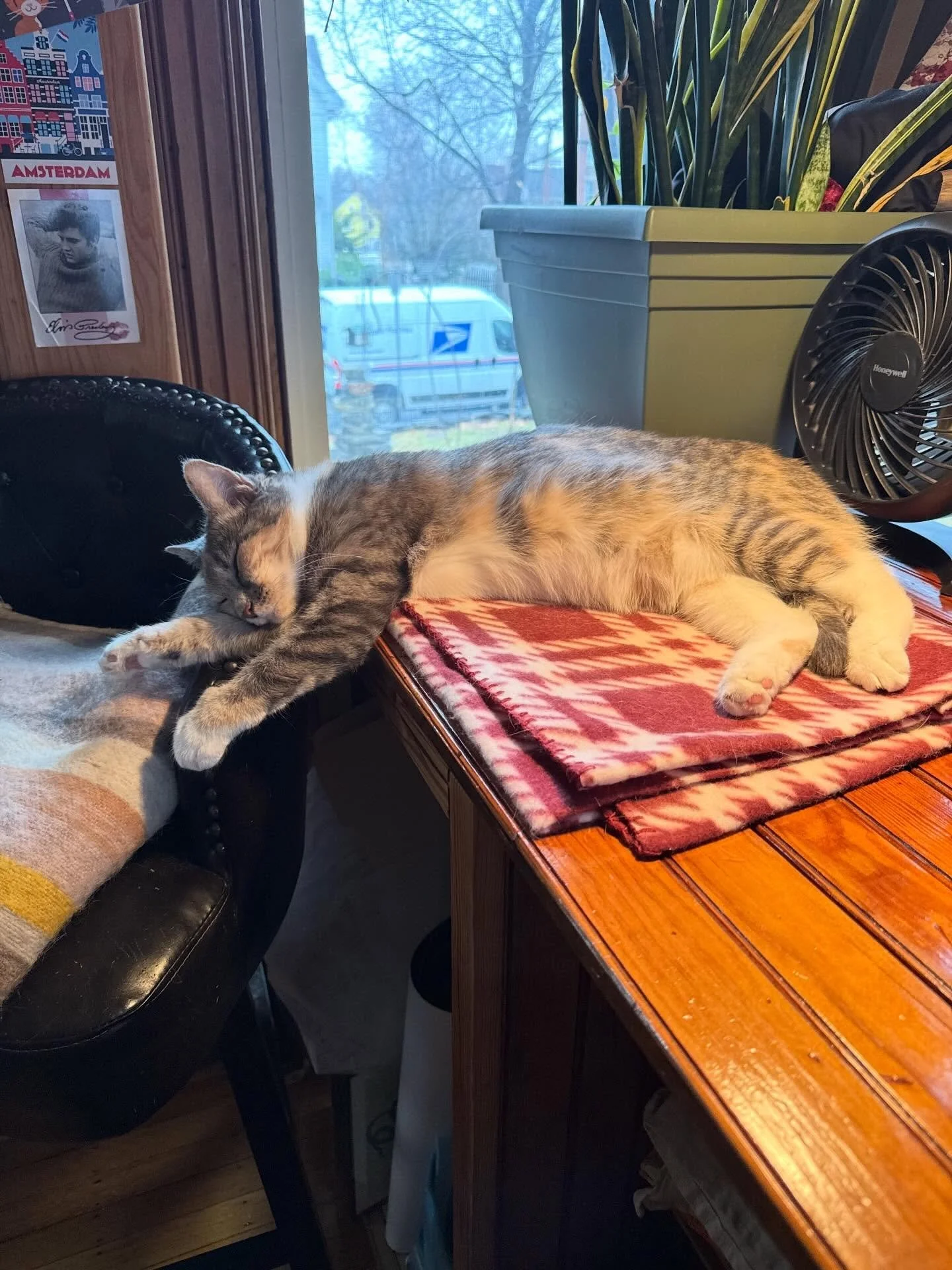 Lovely, sweet Echo is still waiting to find her forever home. She&rsquo;s funny, smart, playful, and intense. She loves to SNIFF everything and will happily groom your hair or beard, if you want a little help in those areas. If you&rsquo;re intereste