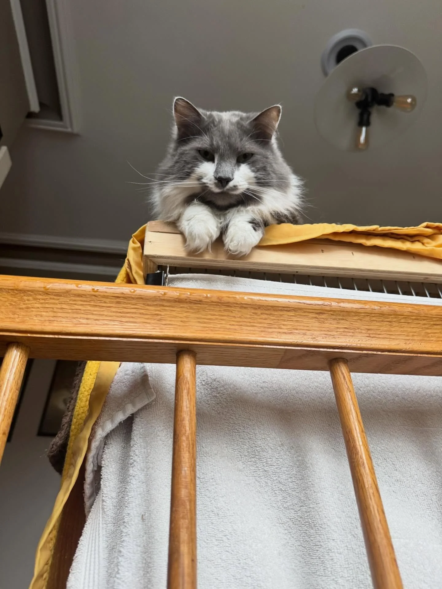 Menace, just guarding the staircase from the top of the (guinea) pig cage.