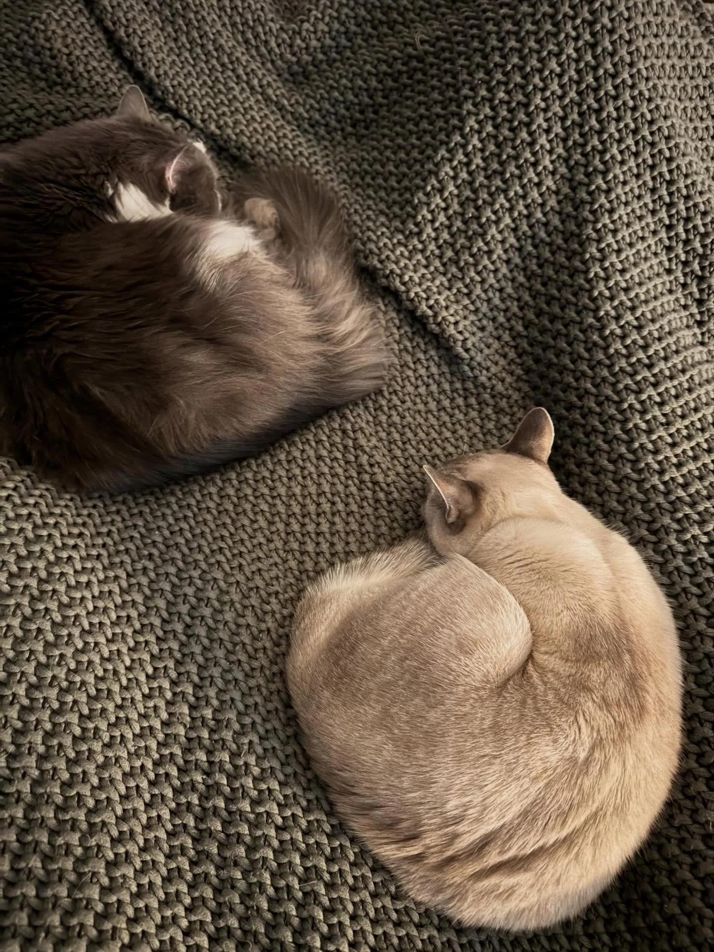 Frequently spotted together, Menace and Grace are pals. I often suspect that because Menace looks similar to Grace&rsquo;s  mom, Grace feels comfortable around him. 😻