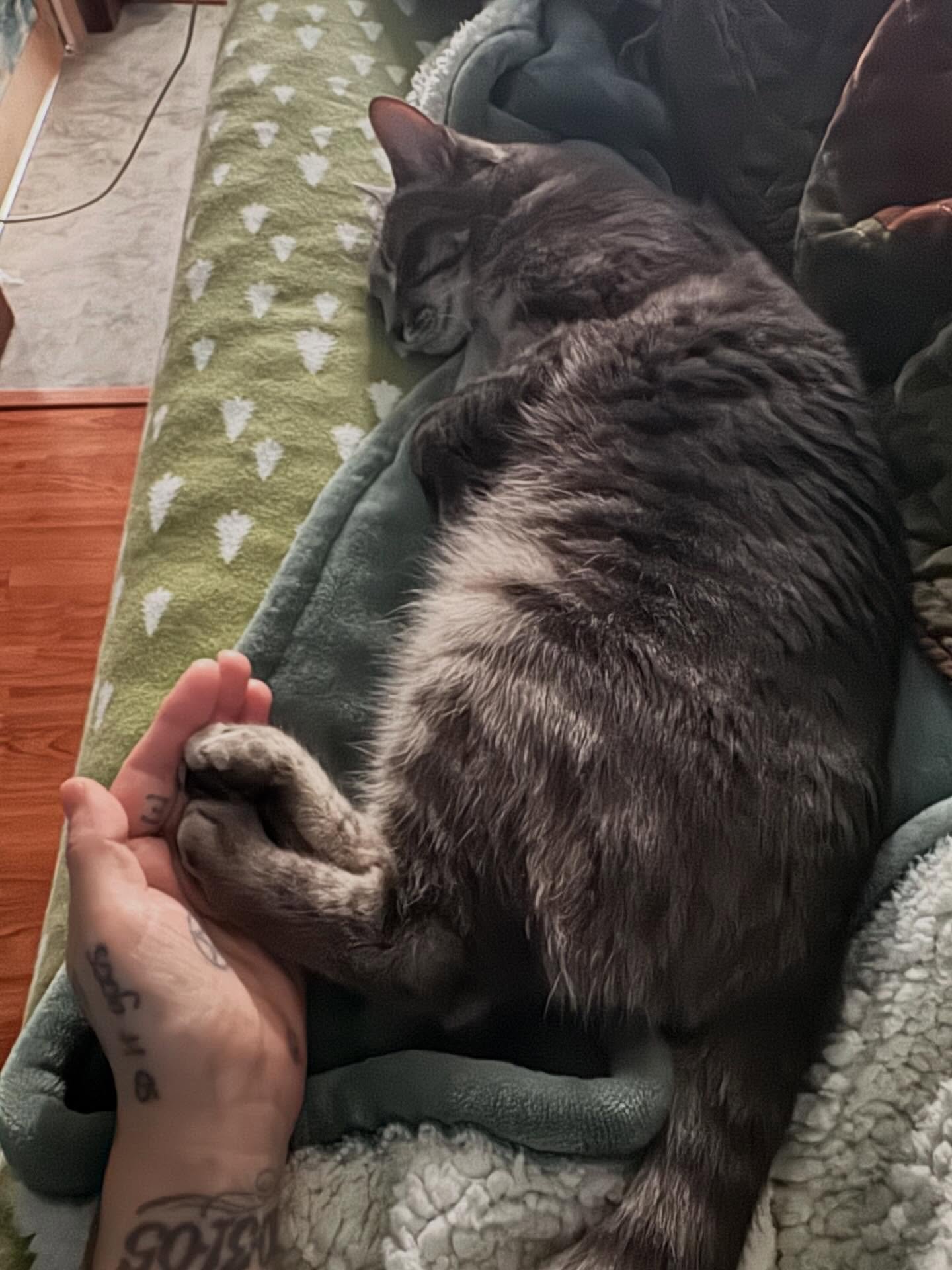 Born feral, Tabitha now likes to fall asleep on her heated blanket while her feet are being held. #indoorlife #rescuecat