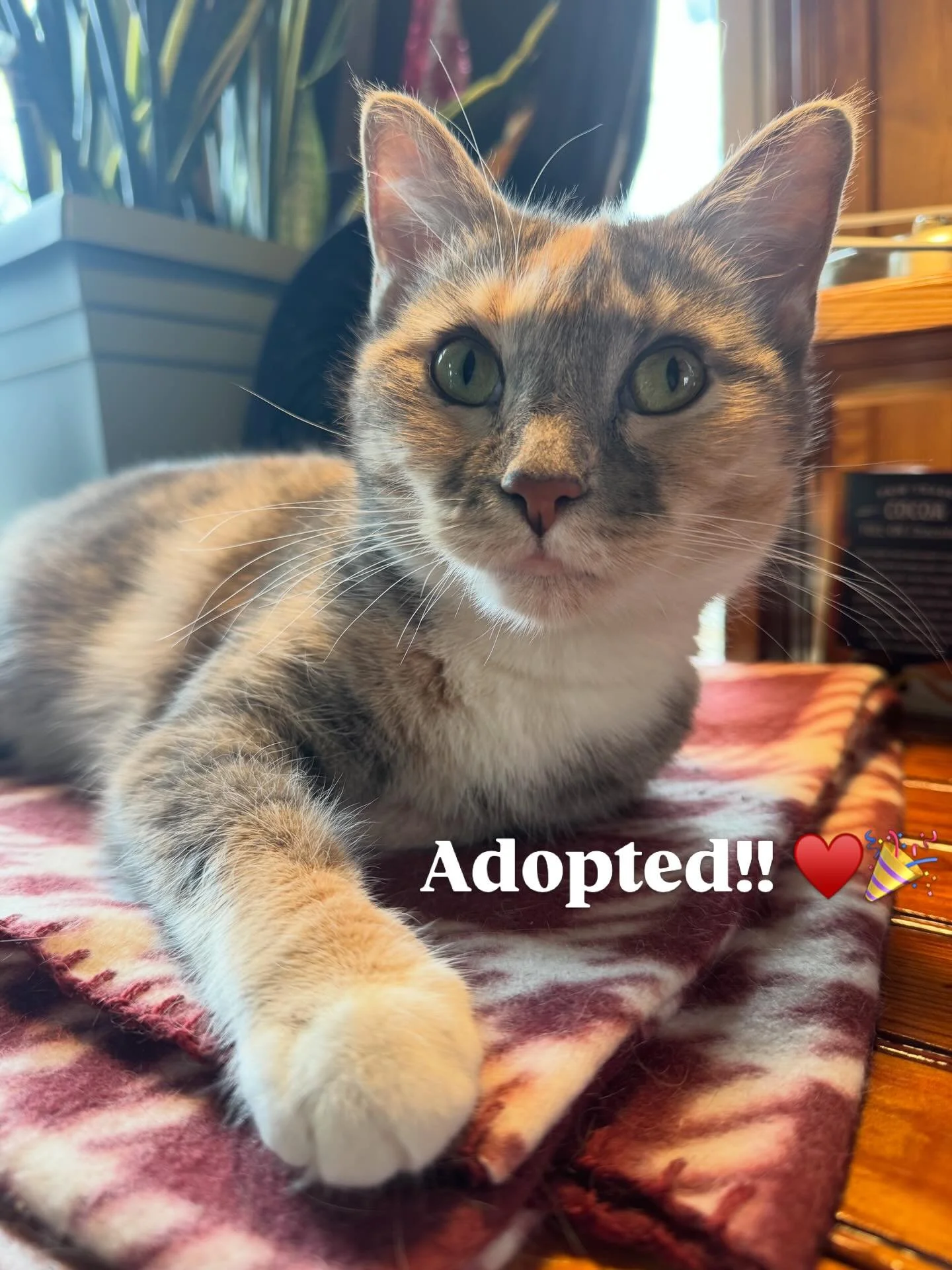 Amazing news! Our friend Echo has gone off to her new home! She&rsquo;ll be living the spoiled life as an only cat in her very own apartment where she can watch squirrels and birds outside her windows with at least one work-from-home human to keep he