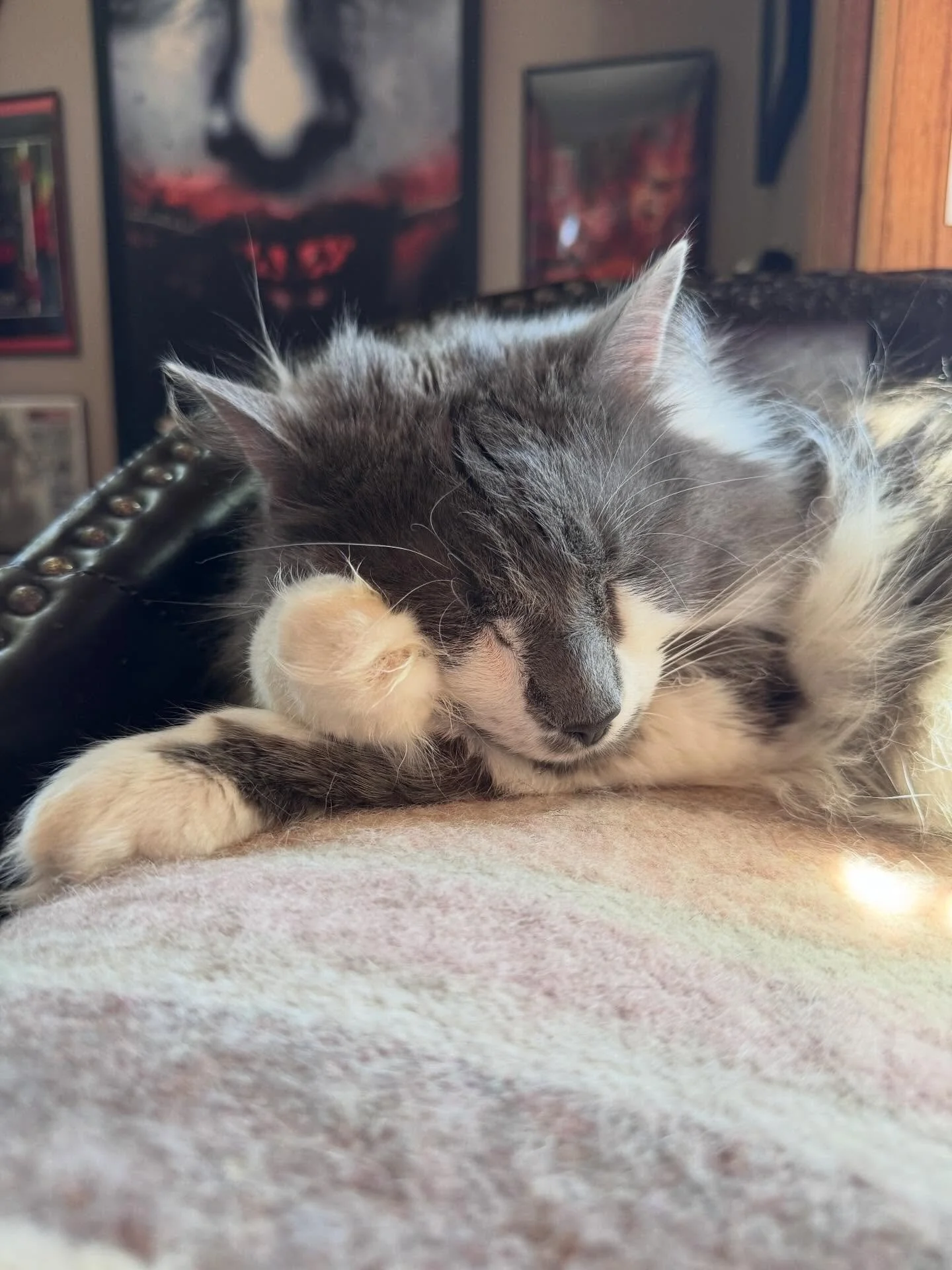 Menace, facing another difficult day of napping.