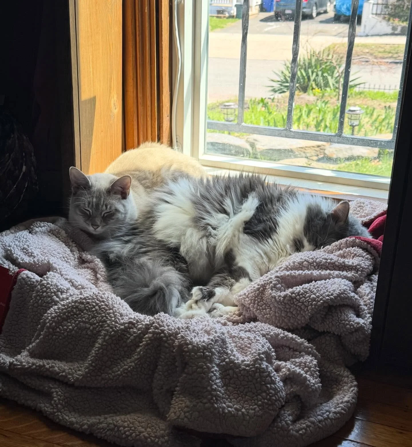 Grace &amp; Menace, having a little nap in the window.