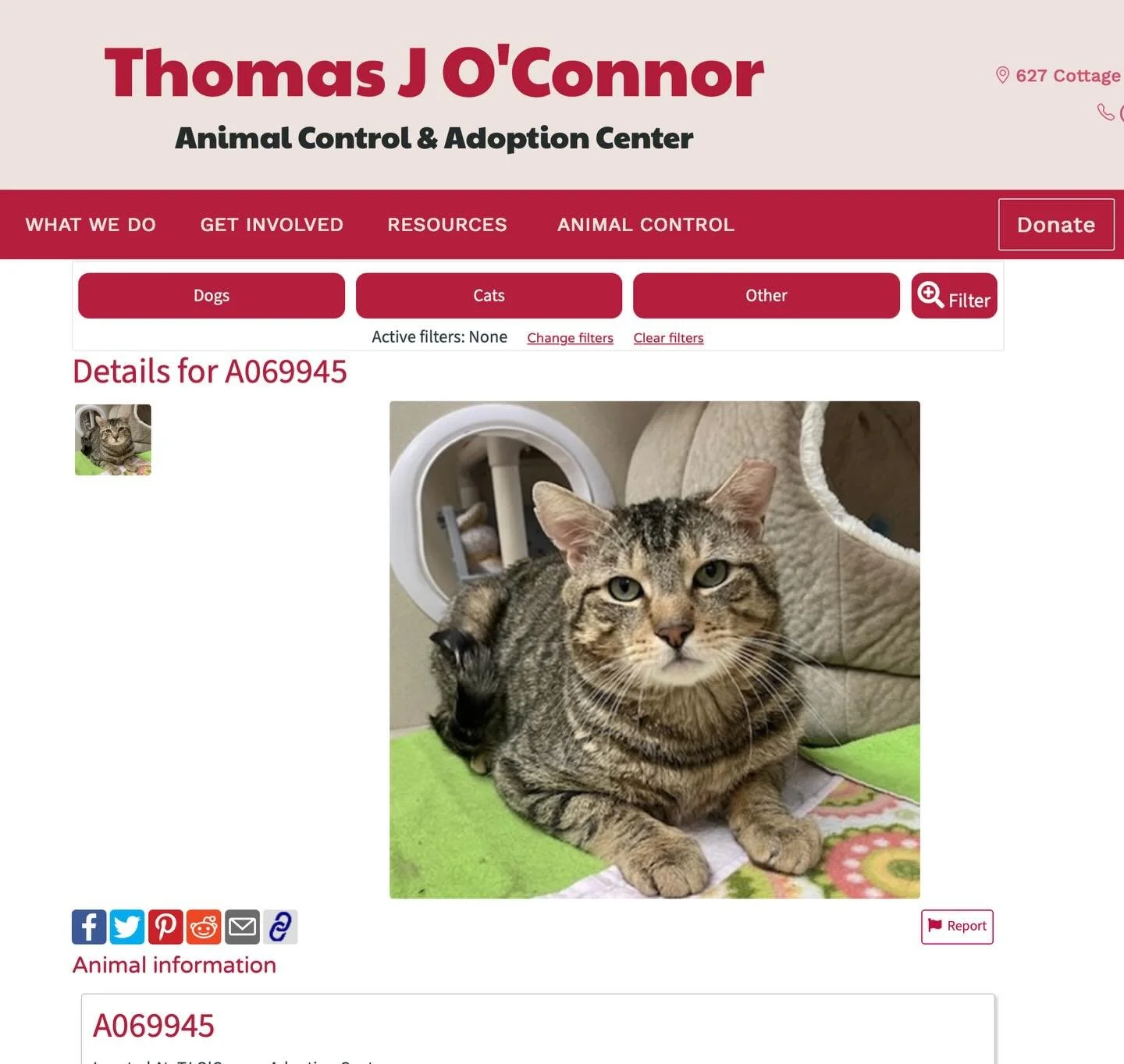 Pleased to share that our friend (Brown Tabby AKA Bartholemew AKA Walter) is ready for adoption at TJO. This boy was a big, squishy sweetheart during his time in our care. He loves catnip! And he accepted gentle head pets, which means to us that he&r