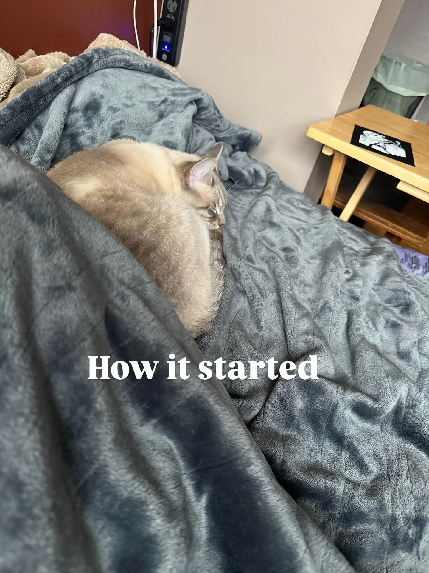 Grace Jones was sleeping on the couch with me. Then Tabitha came over. Then Grace kicked her foot into Tabitha&rsquo;s face. Then Tabitha started grooming Grace. Then Grace leaned over to try and groom Tabitha, at which point Tab started pushing her 