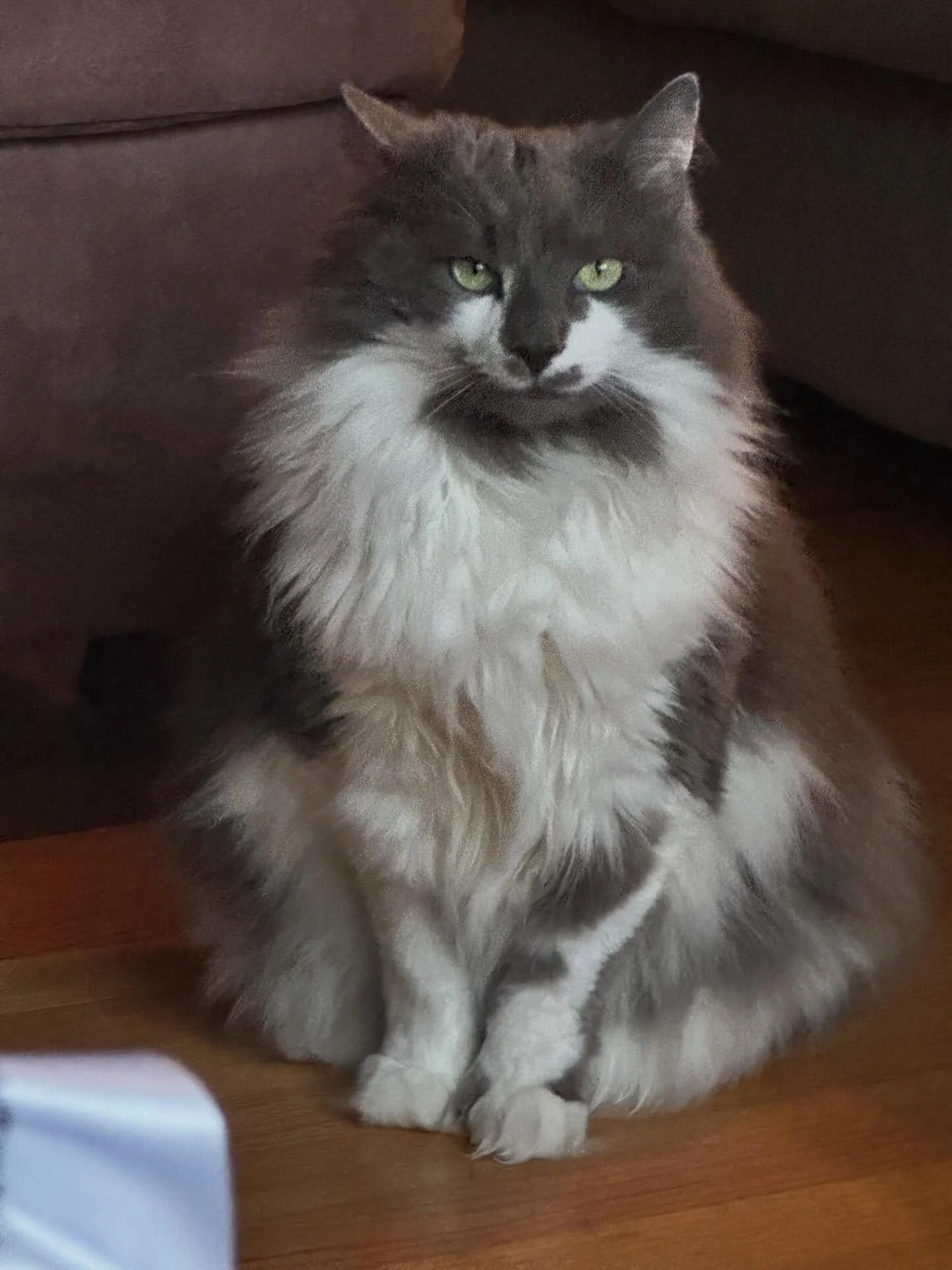 Menace, the Best Boy