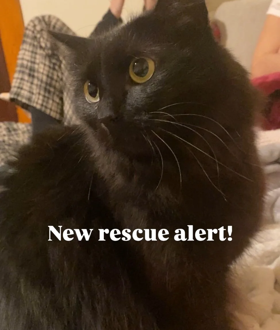 This sweet boy is being surrendered to our care in a couple of weeks. He&rsquo;ll see our vet and take some time to decompress before we start looking for adopters. That said, if these huge eyes have already stolen your heart, let us know and we&rsqu