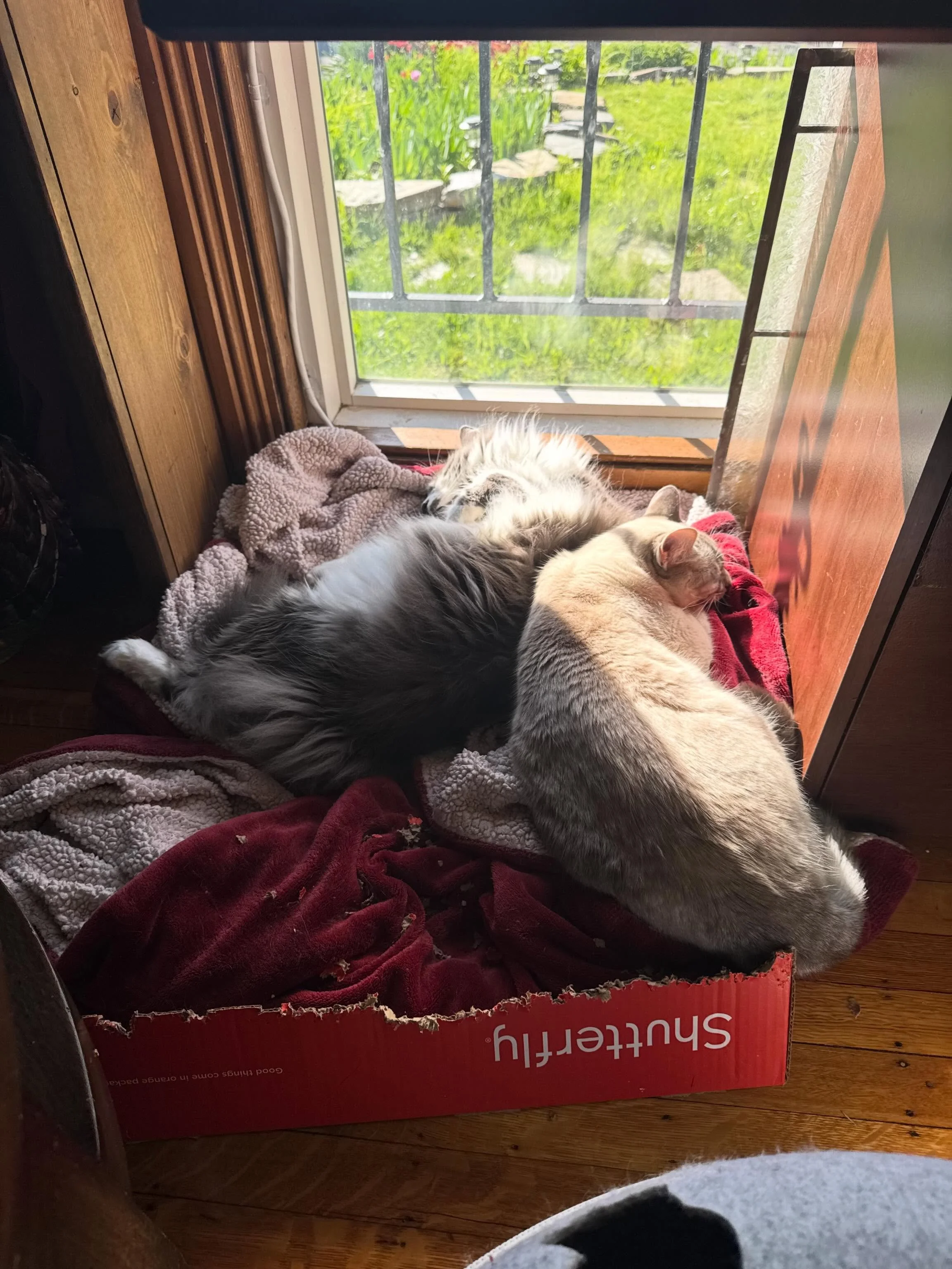 Always spotting these two in the window together. Grace and Menace just adore each other.