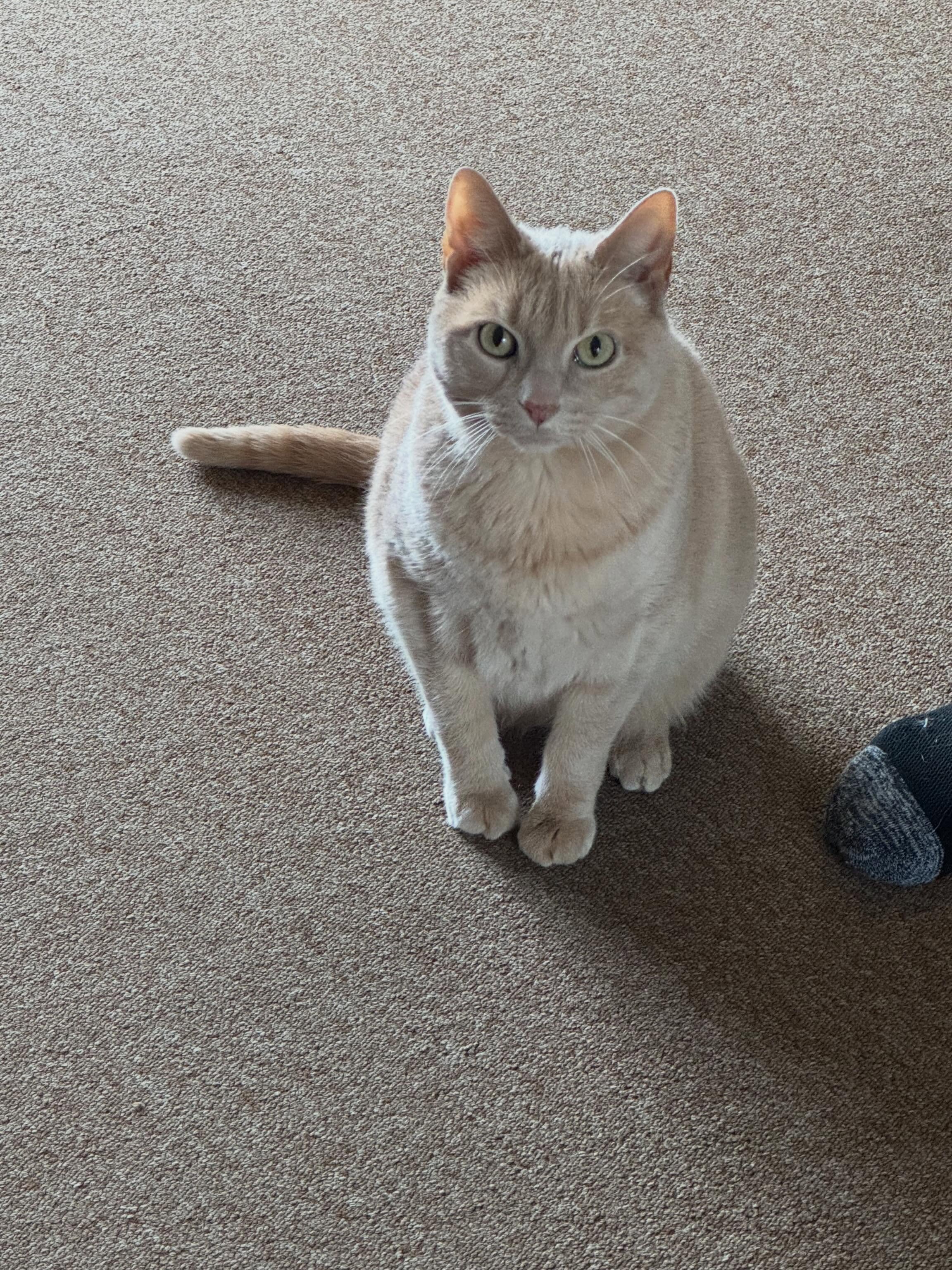This is Goose. He&rsquo;s a very good and handsome boy.