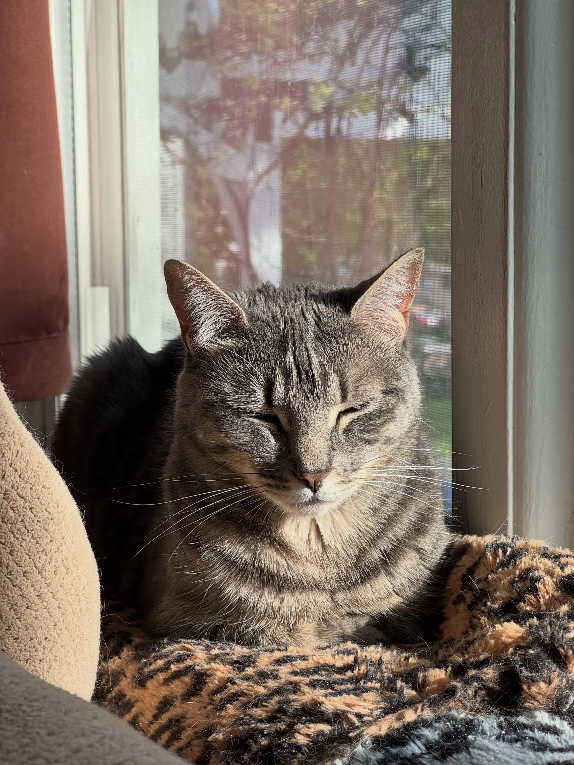 Tabitha, enjoying some sun. You can hardly tell this little nugget was born feral.