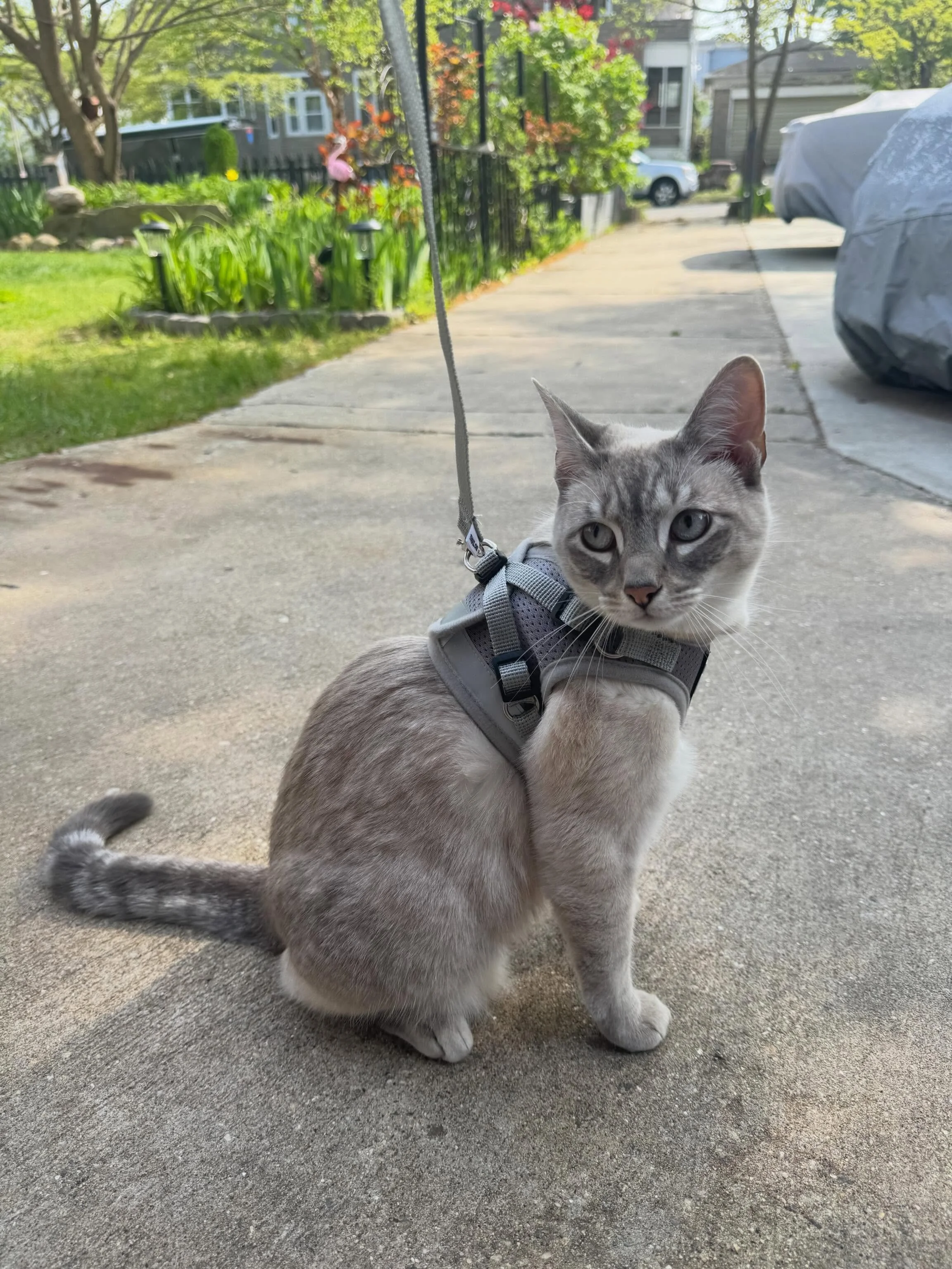 Grace Jones enjoys a little outside time, now and again. She knows she is only allowed outside with her harness on and she mostly waits to have it secured before rushing at the door, meowing. 😹😹
