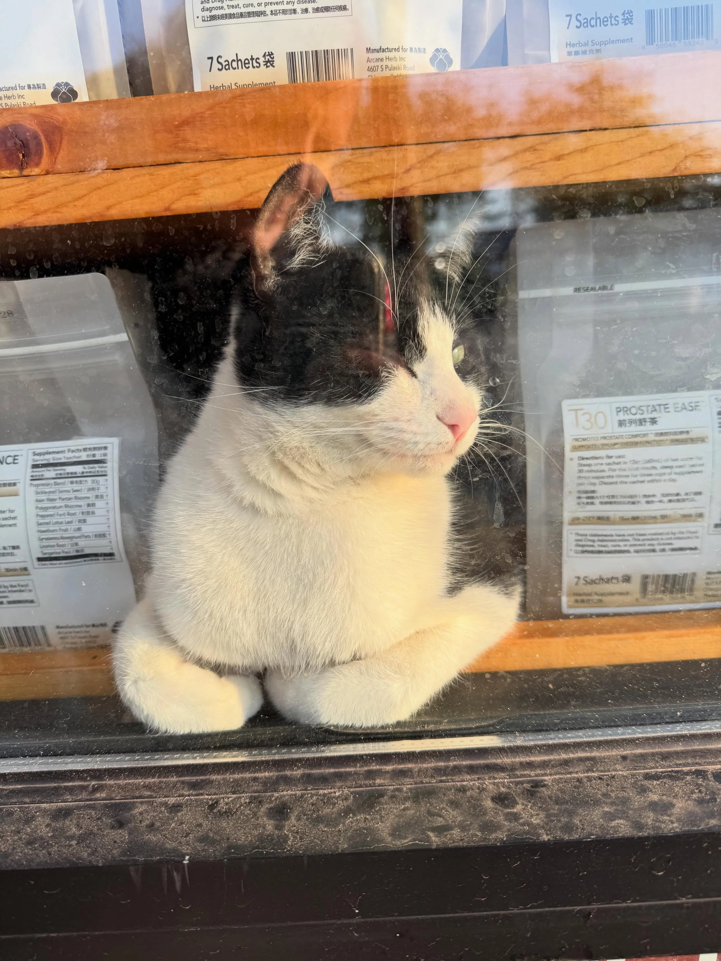 Chicago shop cat. His eye is fine, just squinty in the early evening sun. 🖤☀️