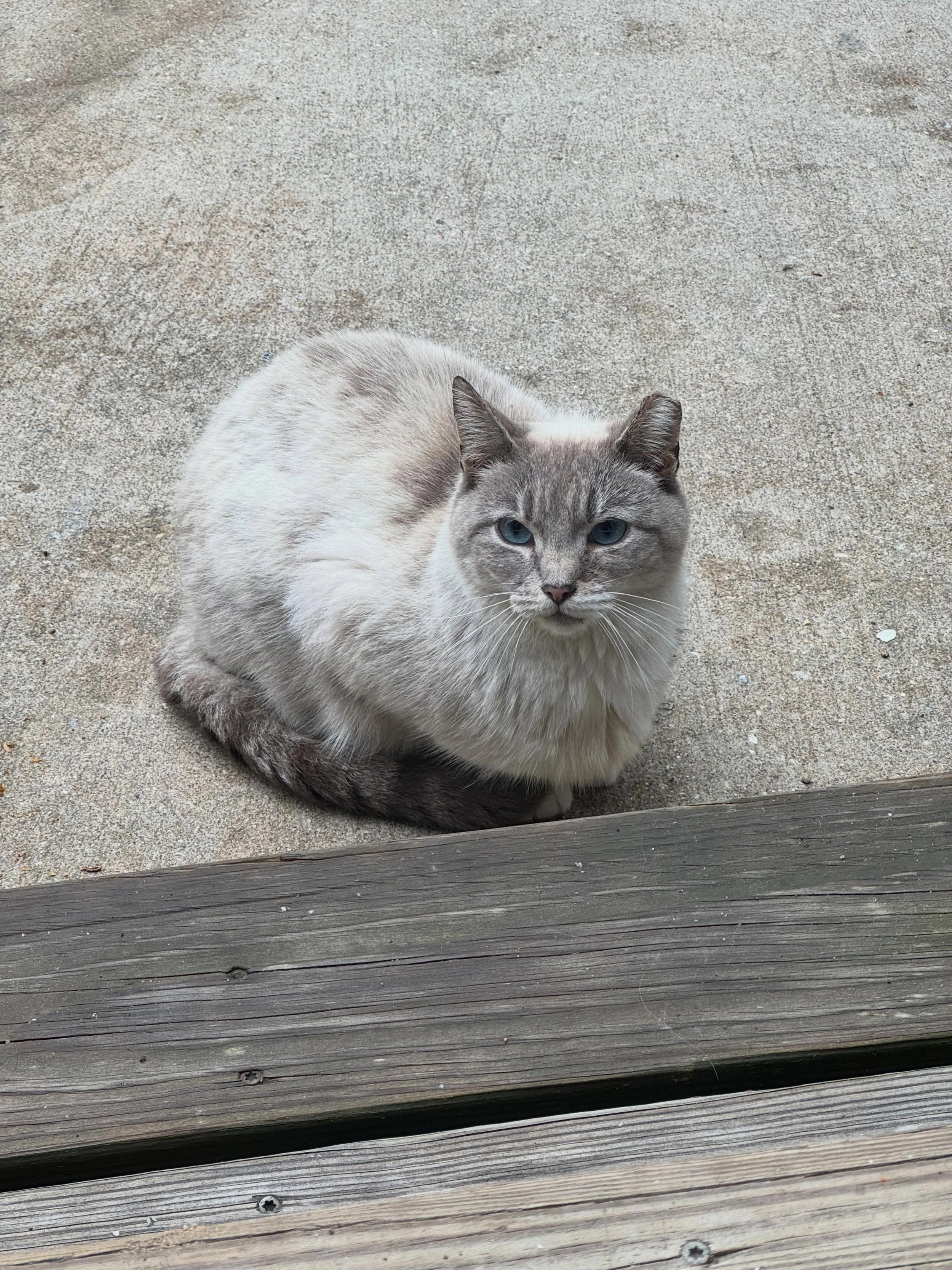 Rain Cloud is one of our regular stray cats. She&rsquo;s probably related to 2 of our residents cats: Atticus and Grace Jones.
