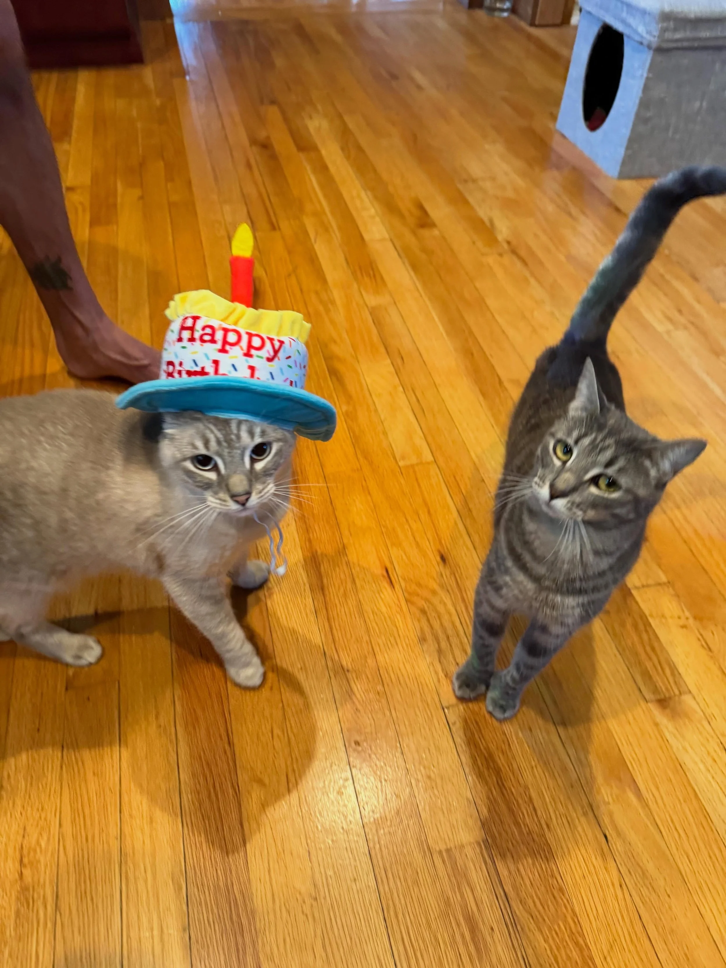 Happy birthday to Grace Jones!! She&rsquo;s 2 years old today and as bratty as ever. 😹😹🥳