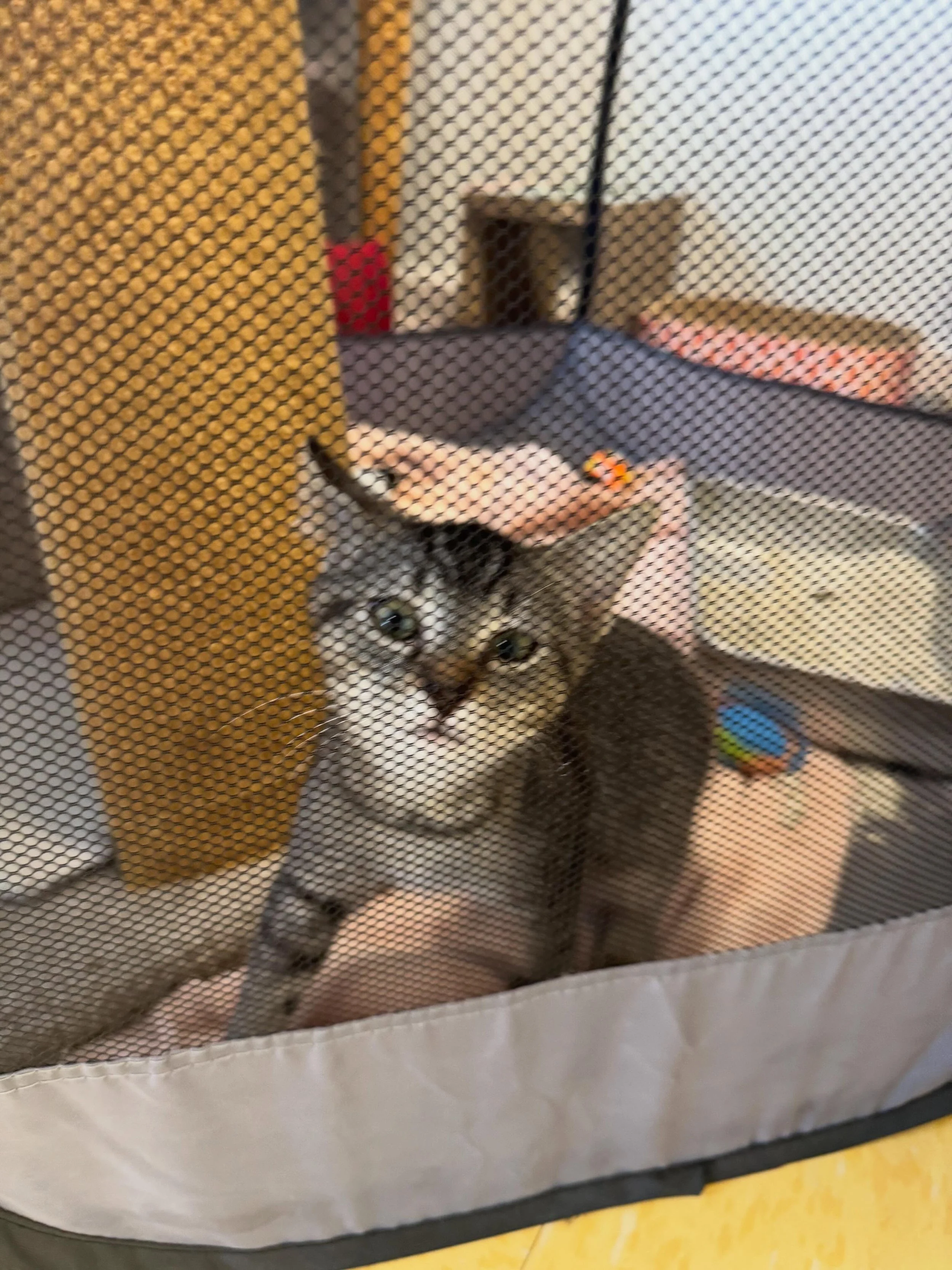 Had a vet appointment today and these 2 sweeties were there. 😻