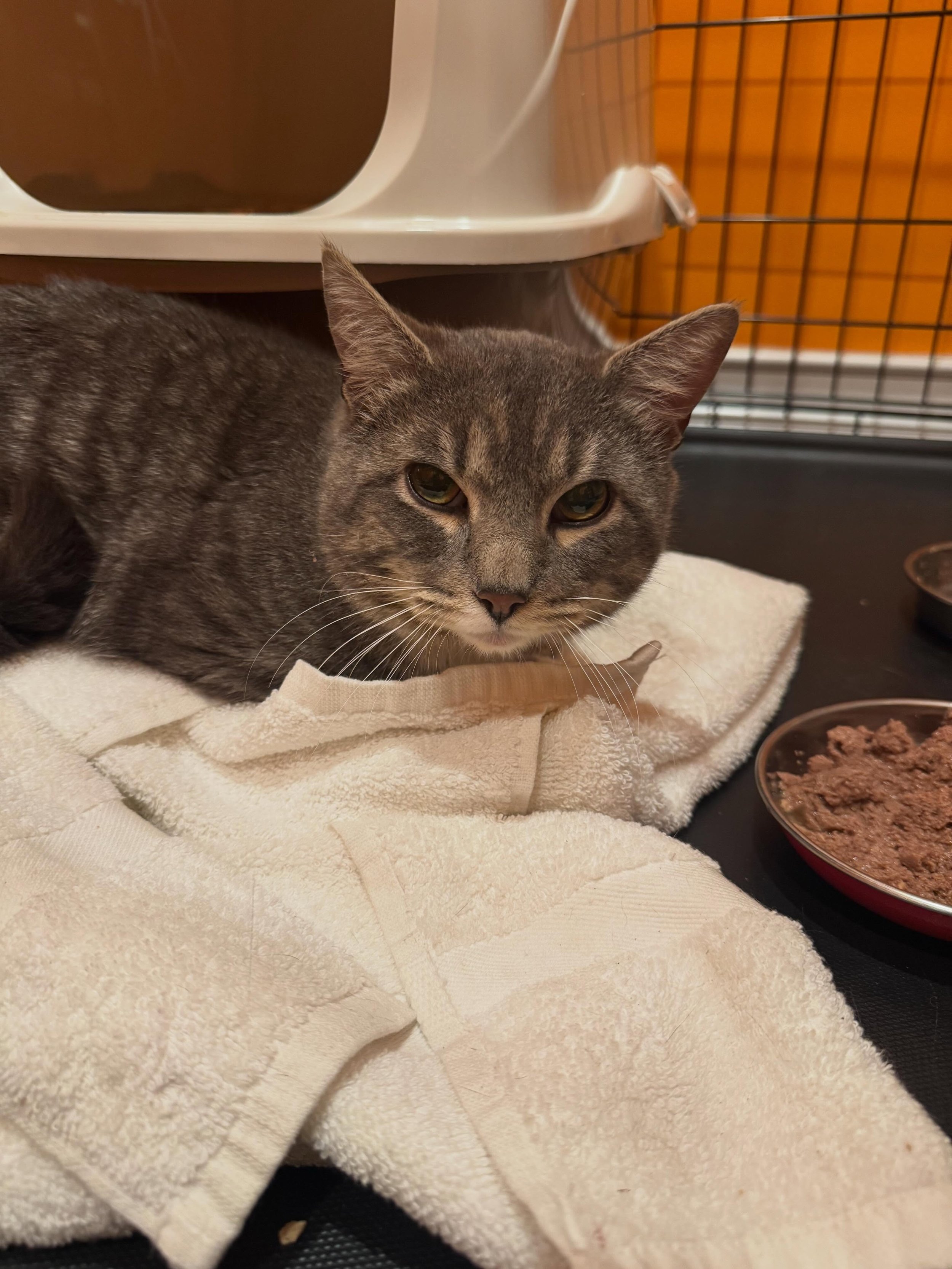Don&rsquo;t let the &ldquo;crabby tabby&rdquo; face fool you, this boy is a total love bug! No chip, no tip, and unneutered - he&rsquo;s been causing a ruckus in the neighborhood for at least a couple months. We finally scooped him up and he&rsquo;s 