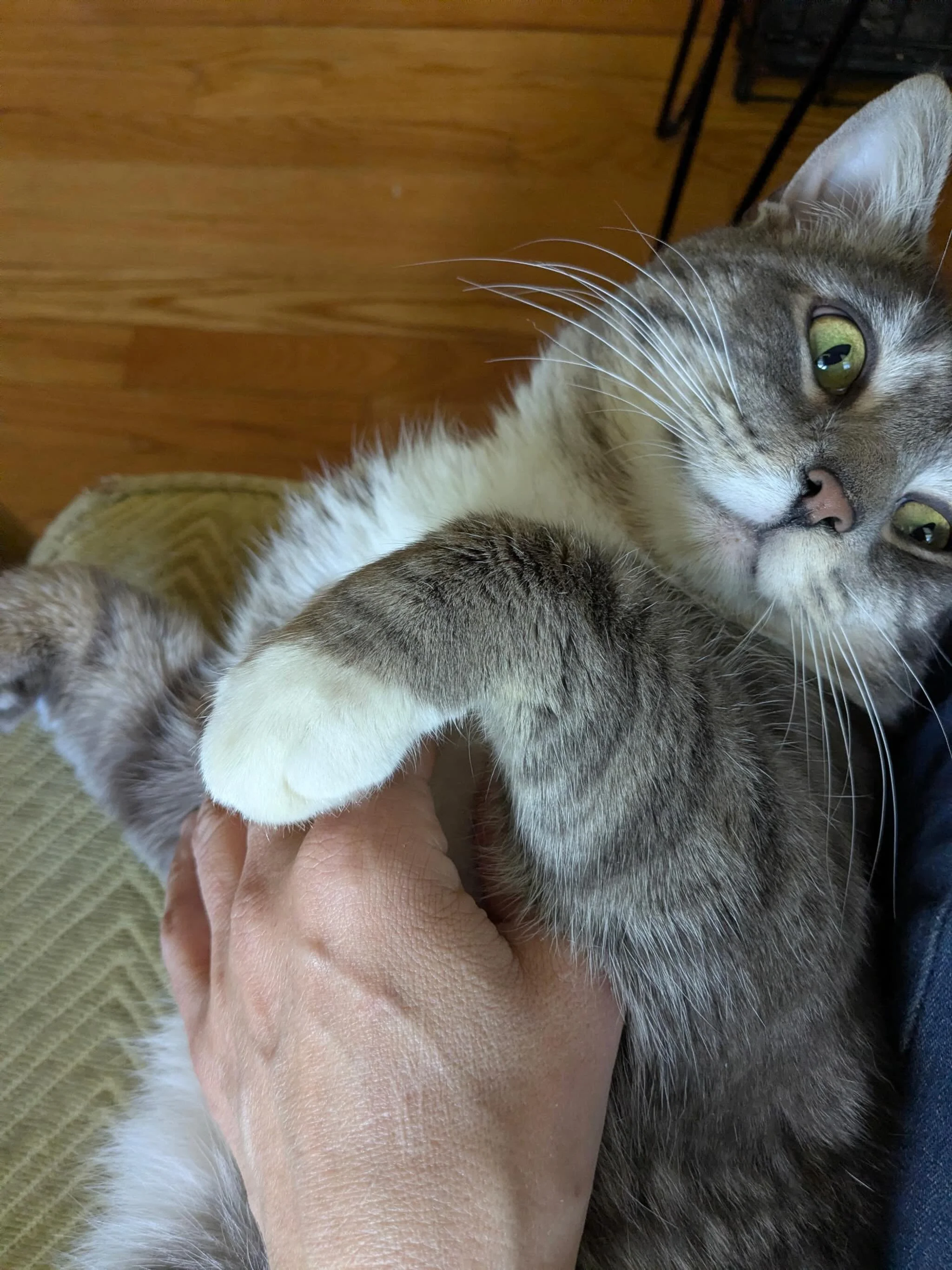 Quick update on our friend Luigi - he&rsquo;s happy as can be! From scrounging for food outside to sad meows in the trap to belly rubs on a comfy couch. 😻
