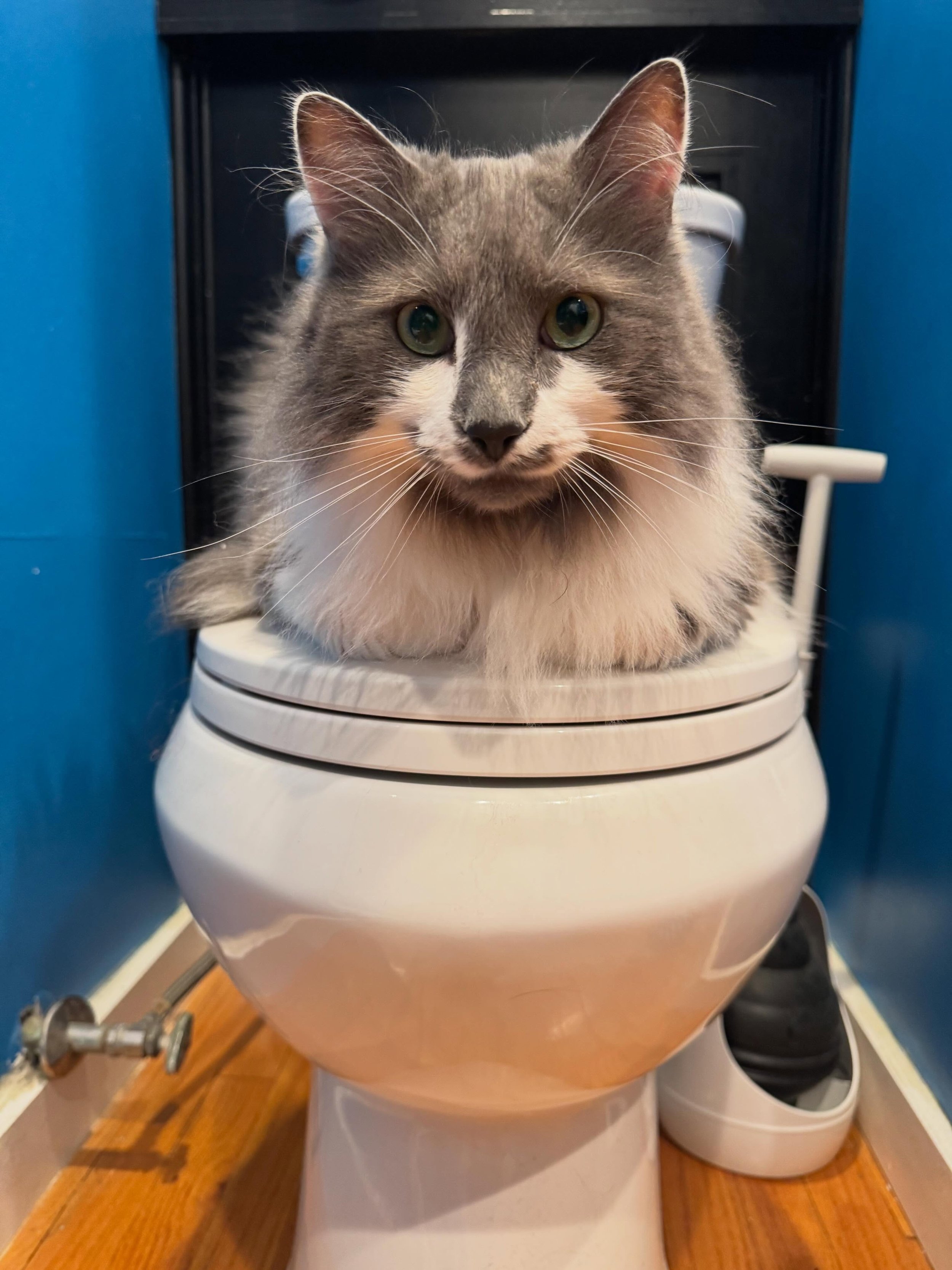 New toilet seat cover, what do you think? 😹😹