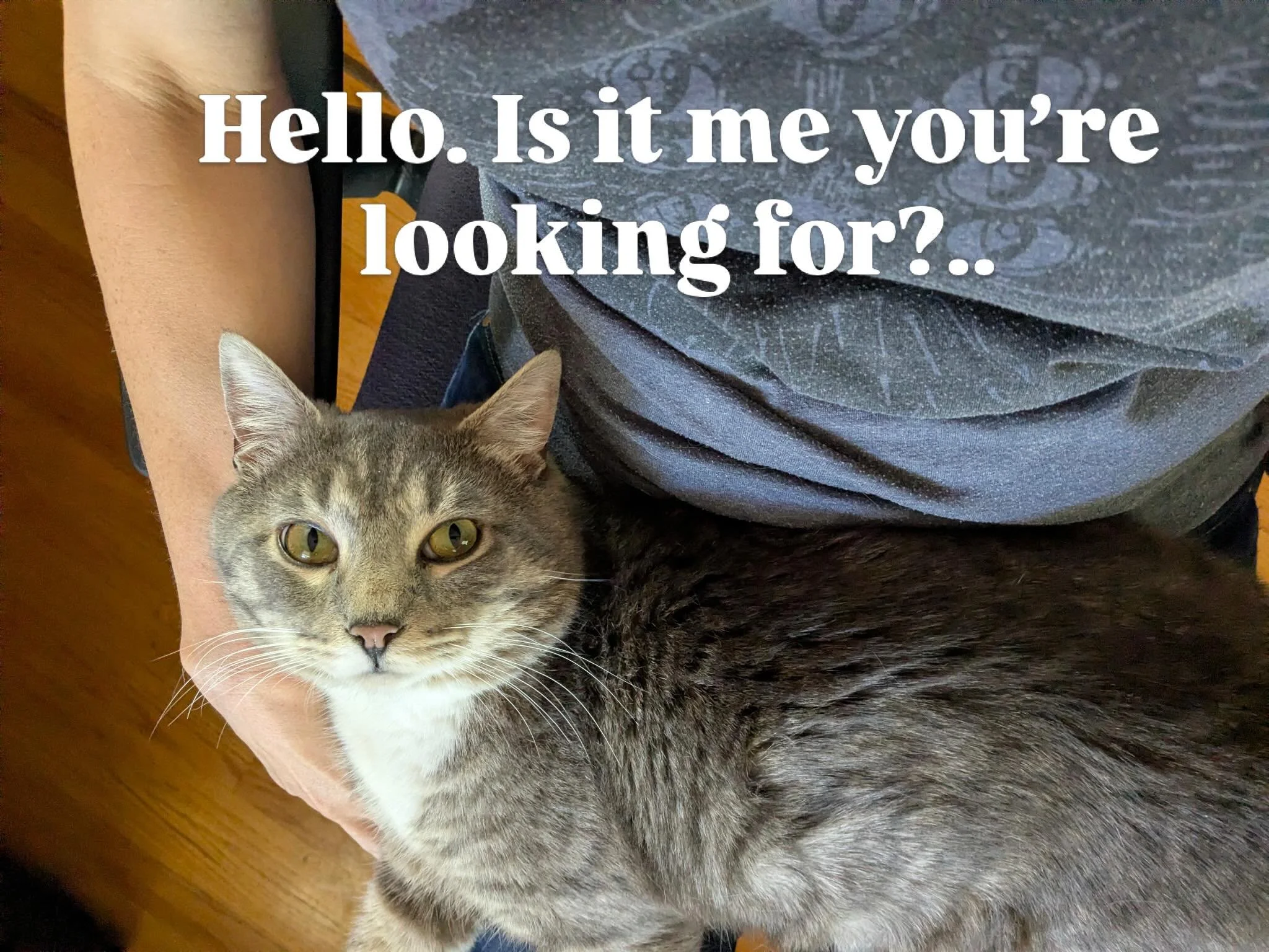 Good news, everyone! Our friend Luigi has been thriving in his foster home and now he&rsquo;s looking to meet his forever humans. So, if you&rsquo;re looking for the sweetest lap cat, the best boy cat, or just the overall nicest little pal - let us k
